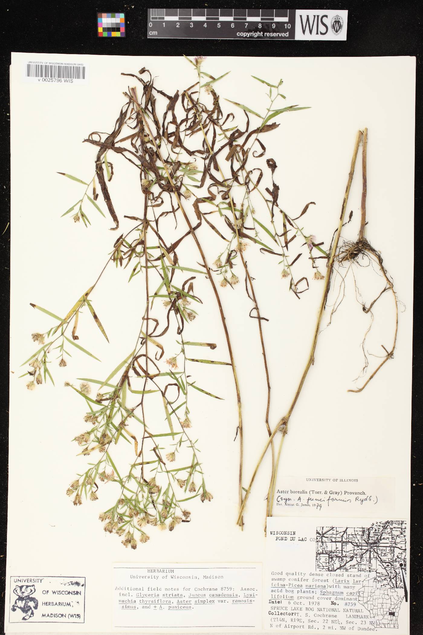 Symphyotrichum boreale image