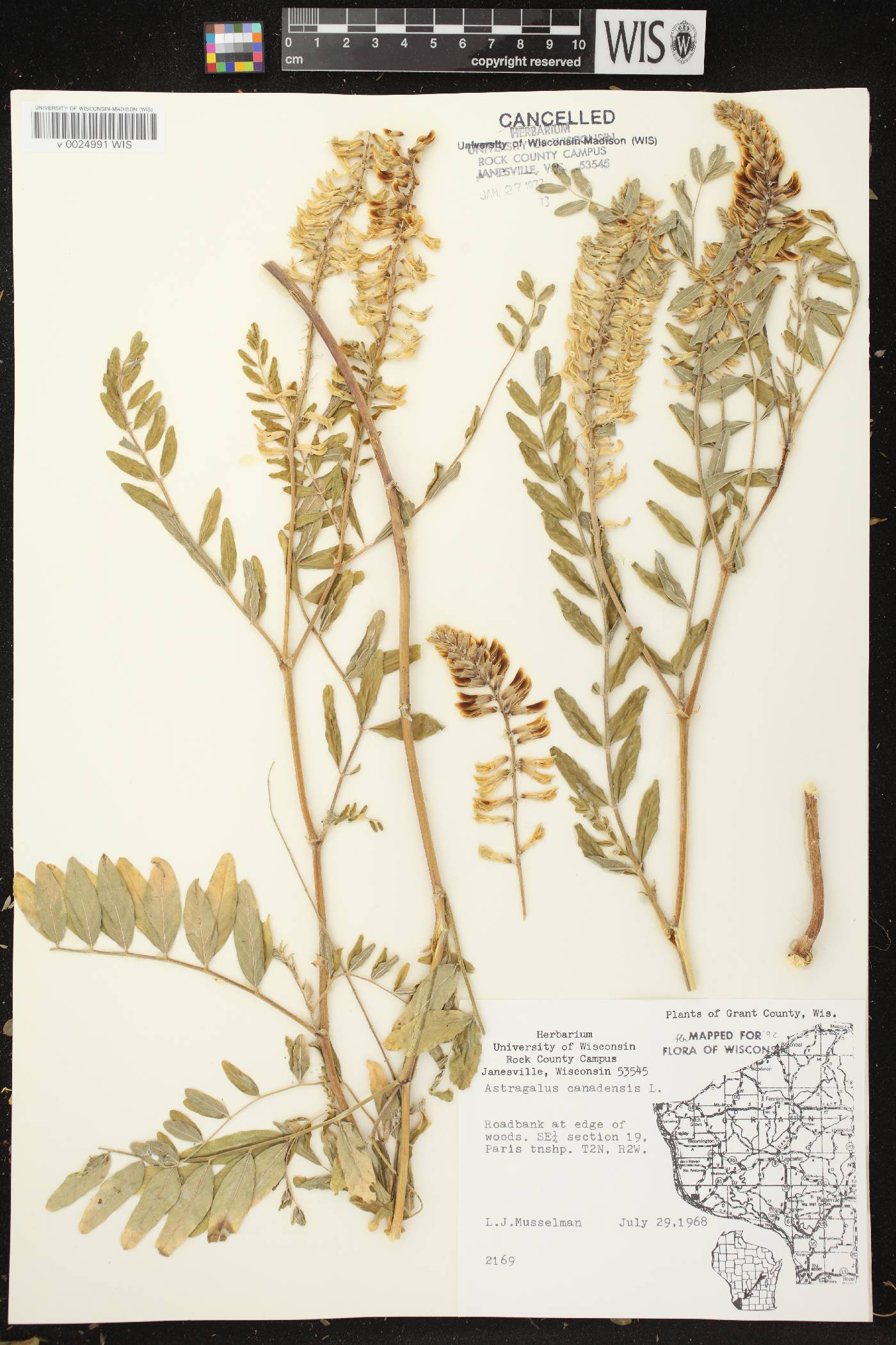 Astragalus canadensis var. canadensis image