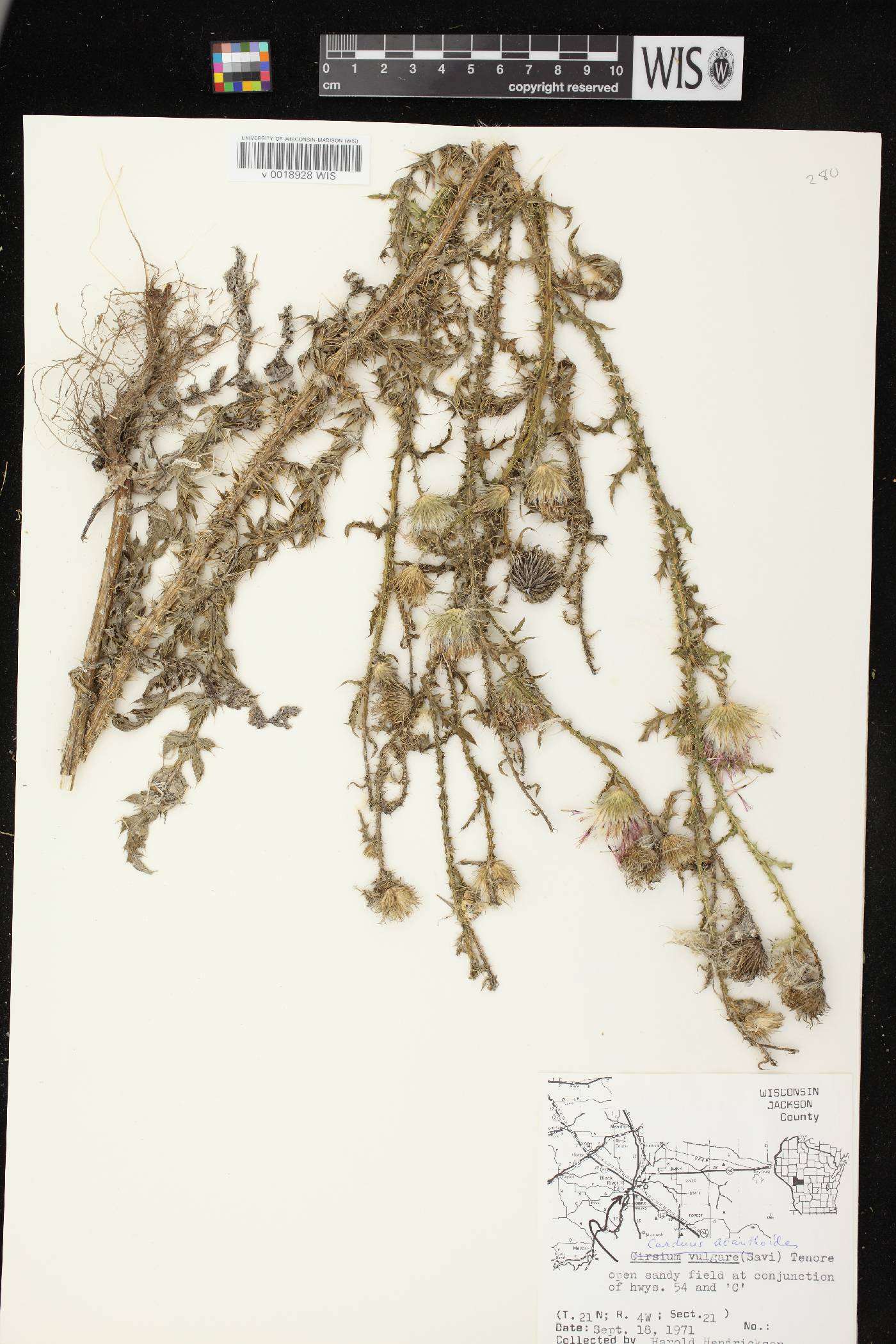 Carduus acanthoides subsp. acanthoides image