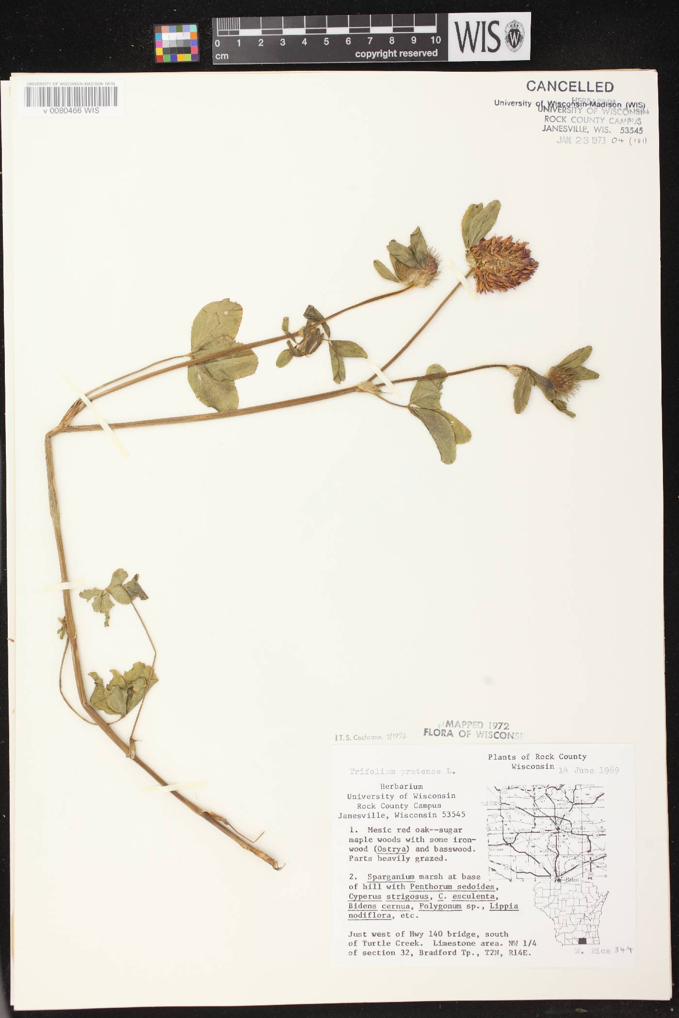 Trifolium pratense image