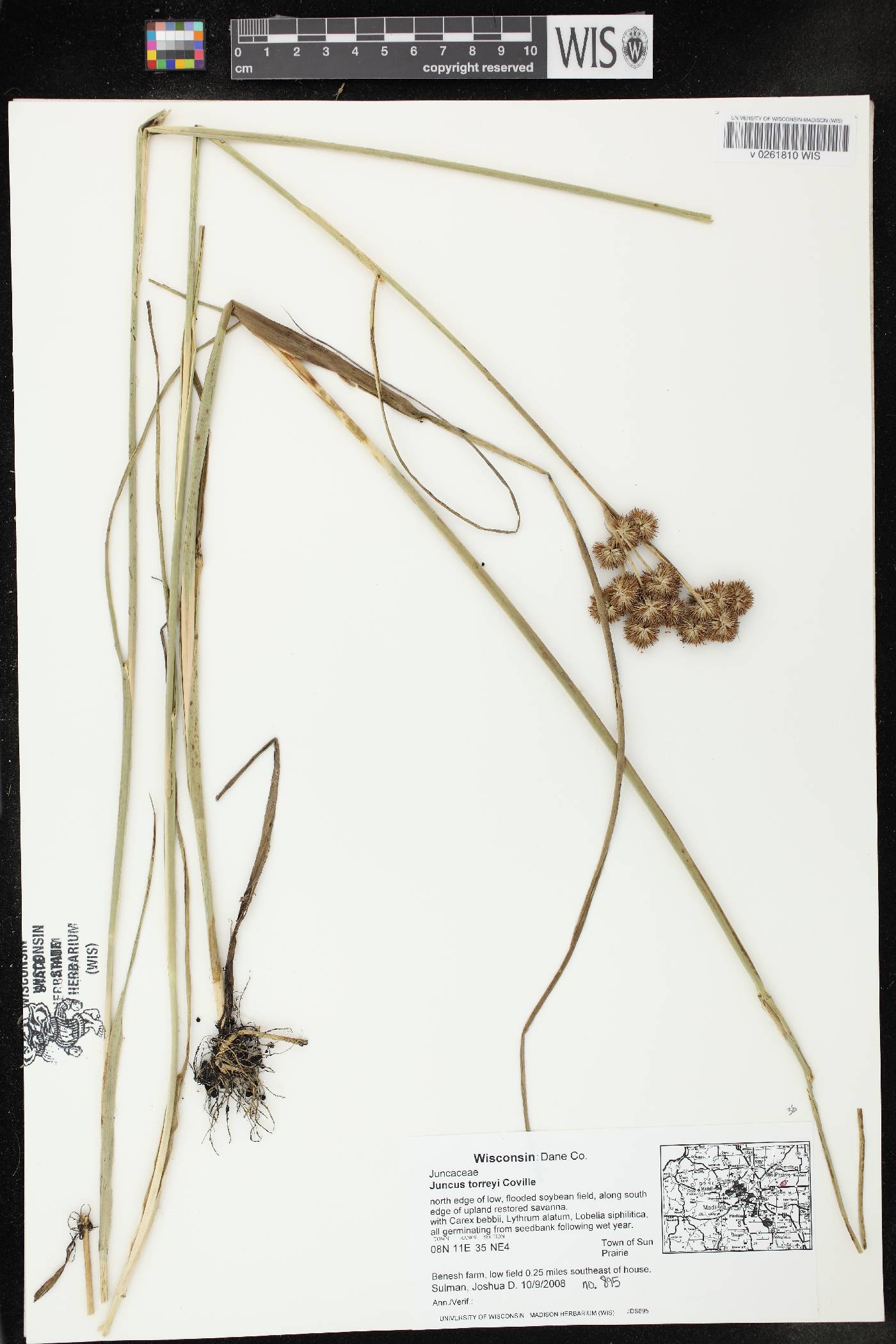 Juncus torreyi image