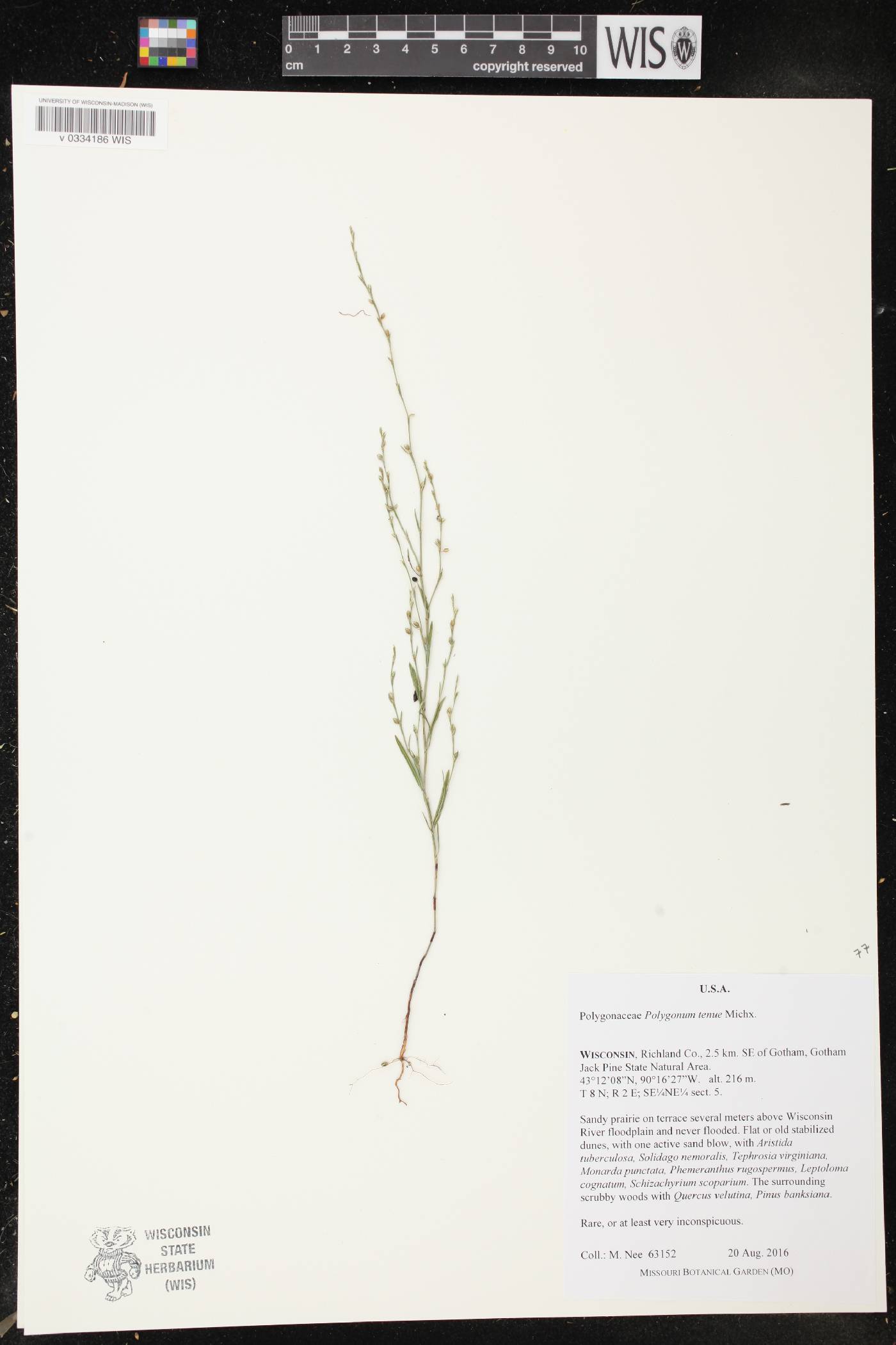 Polygonum tenue image