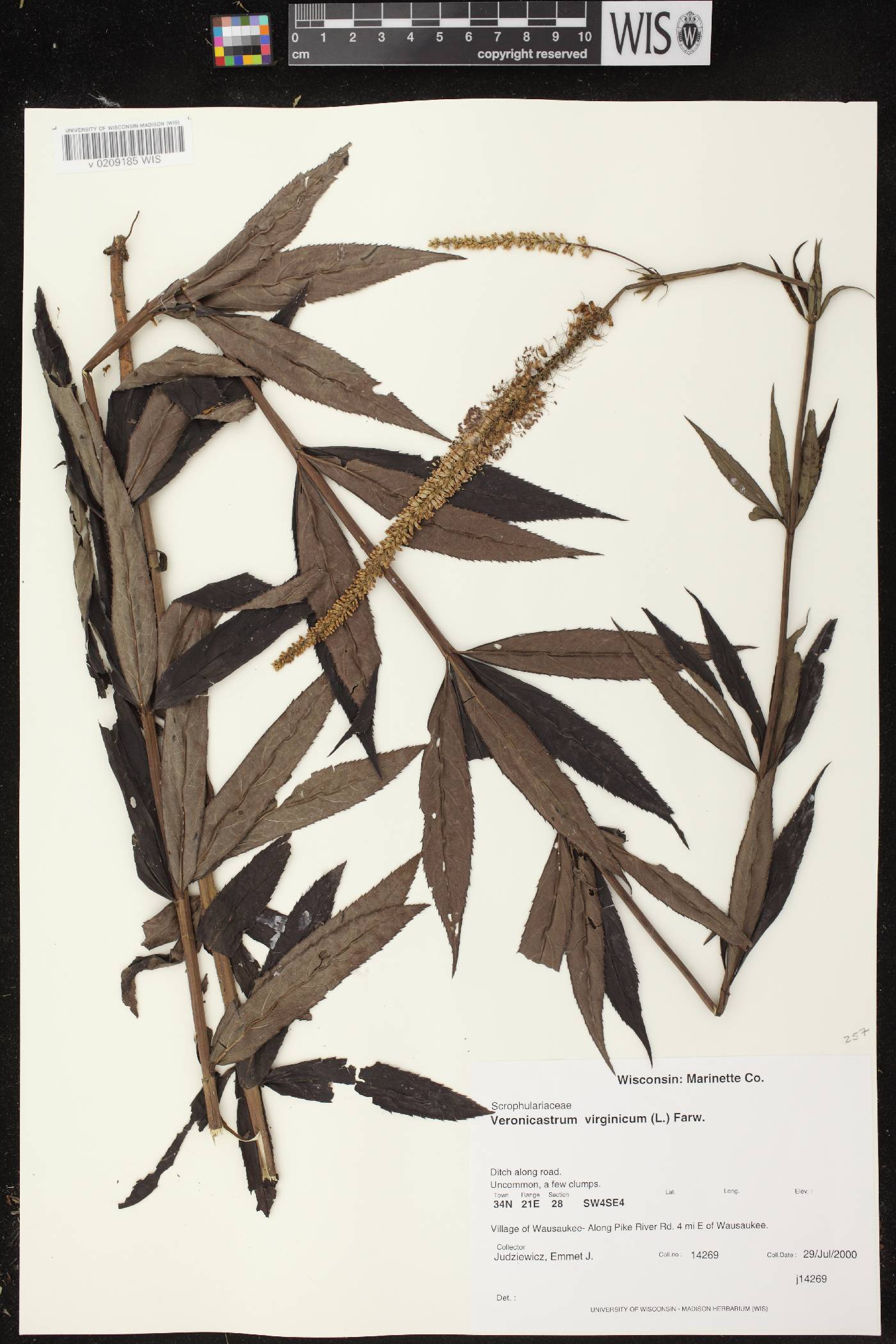 Veronicastrum virginicum image