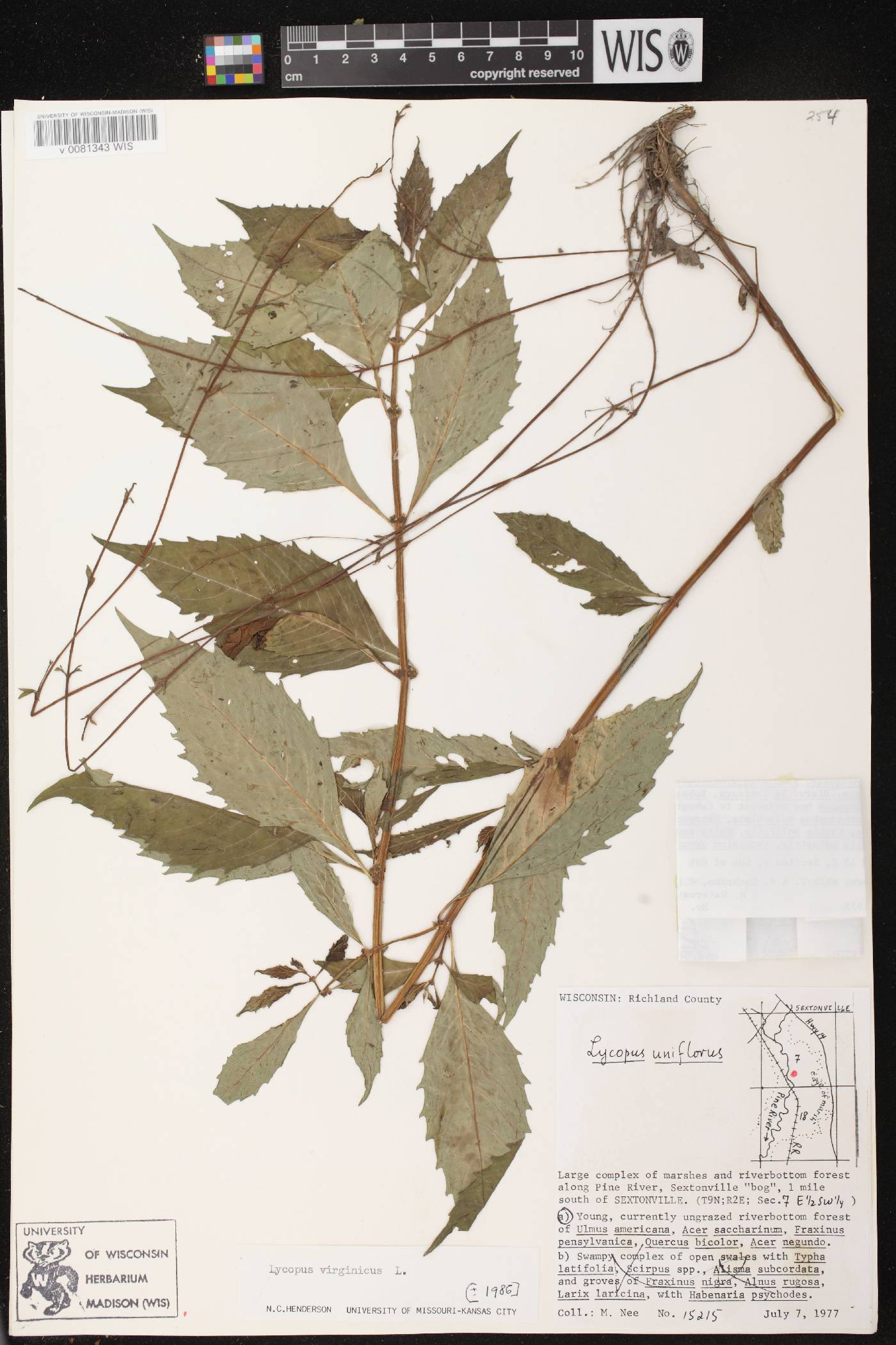Lycopus virginicus image