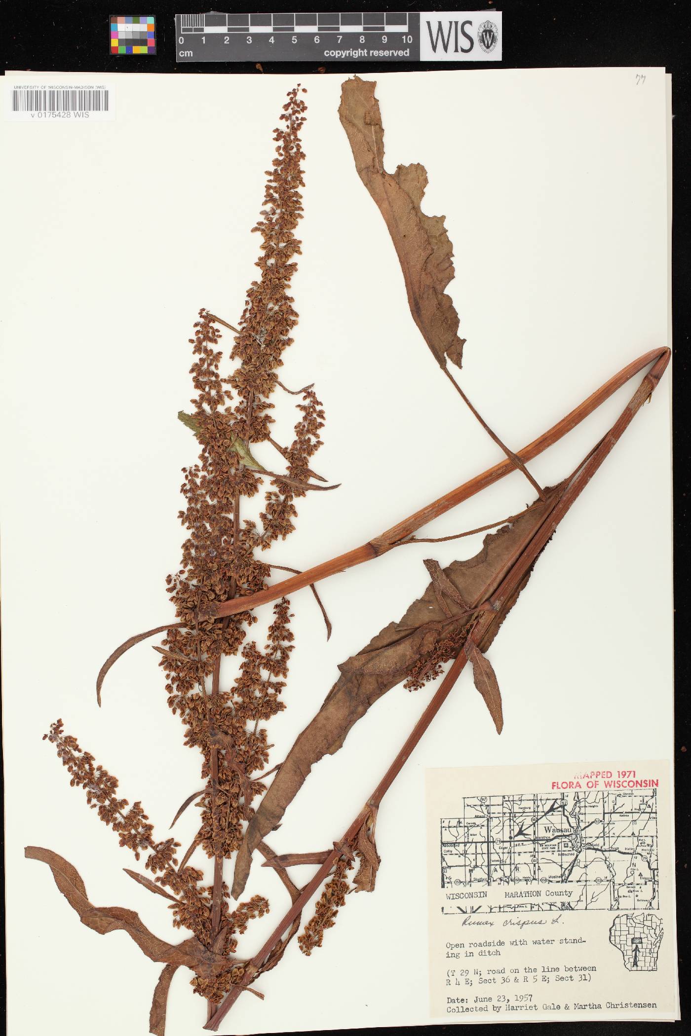 Rumex crispus image