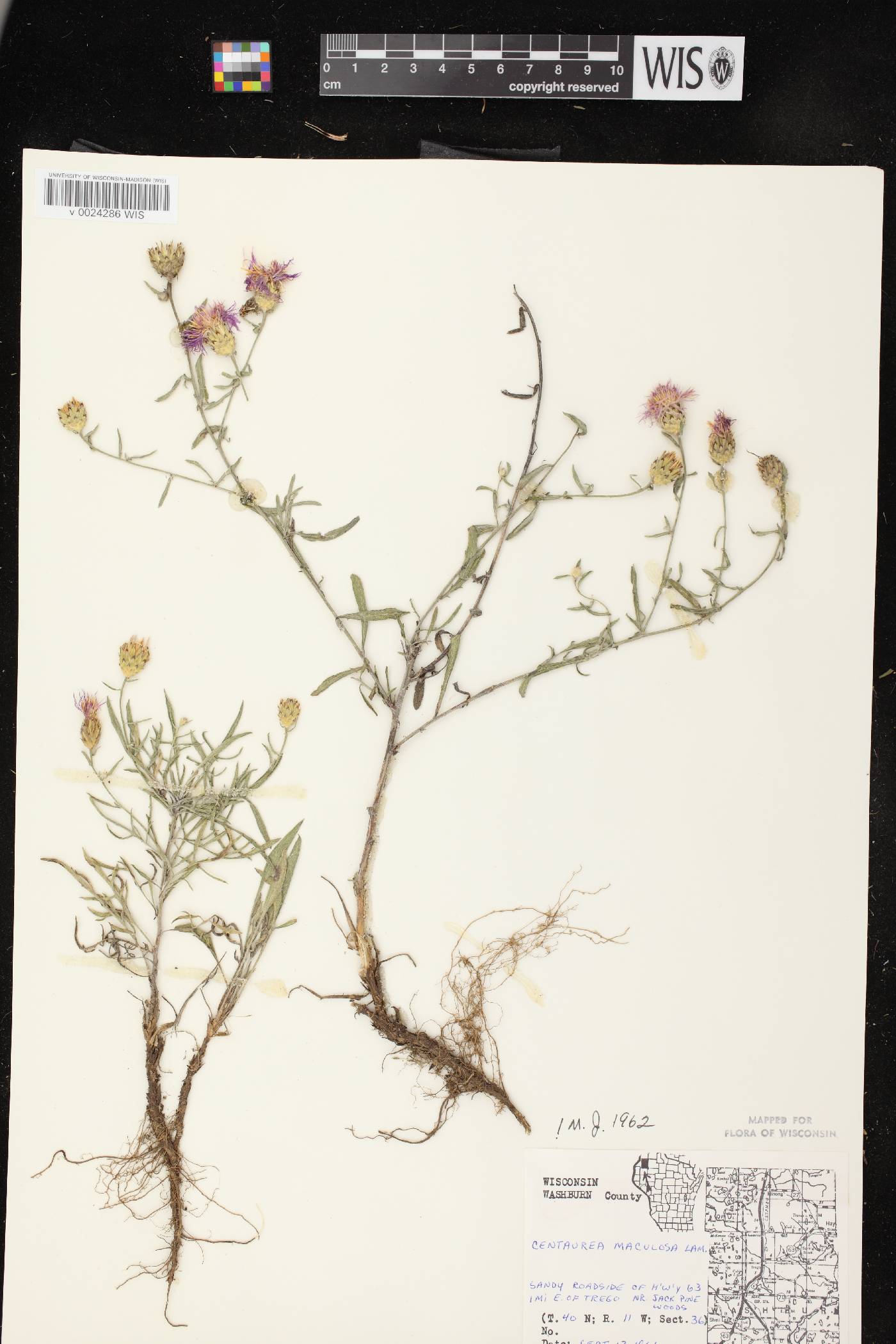 Centaurea stoebe subsp. micranthos image