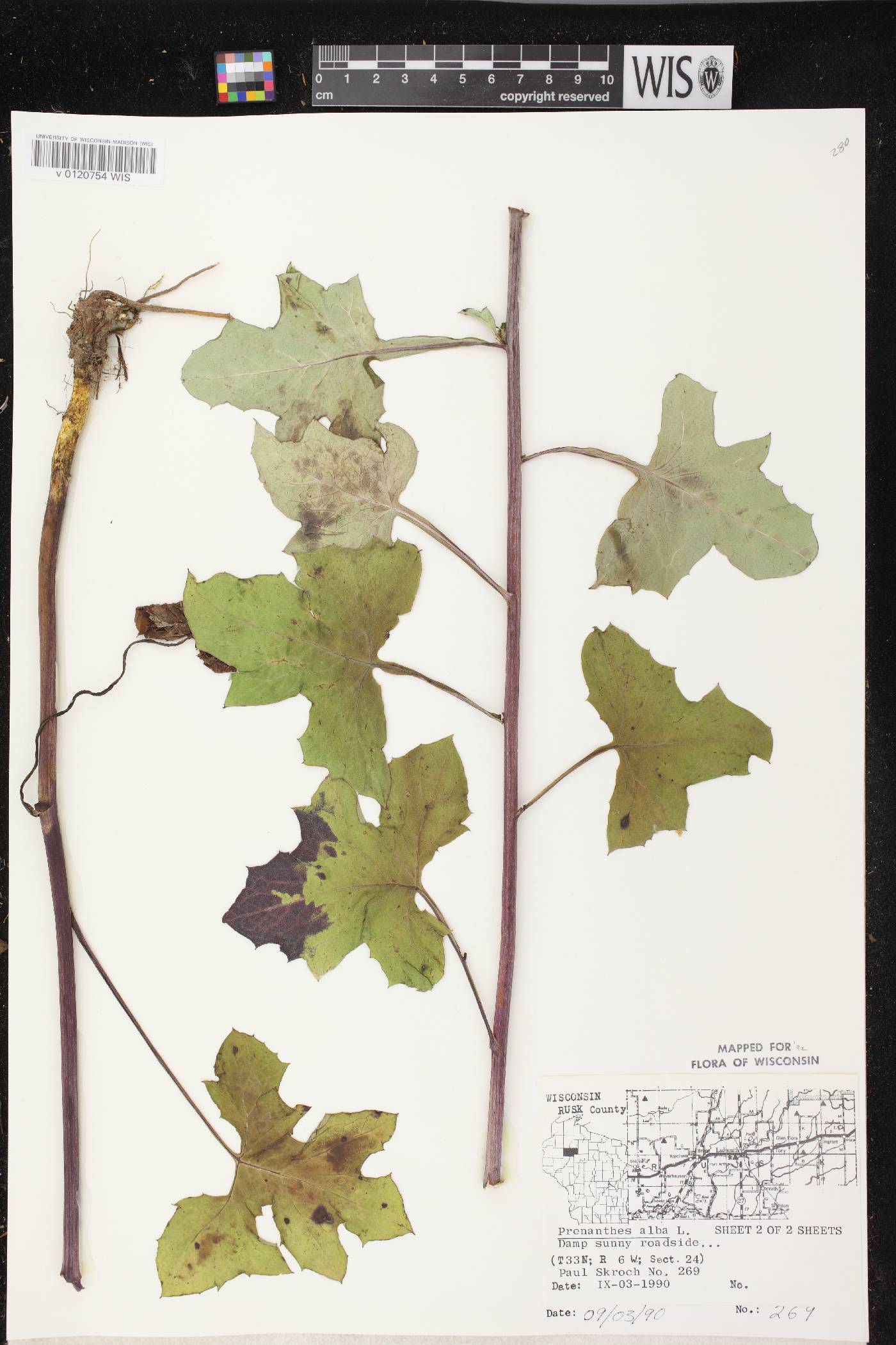 Prenanthes alba image