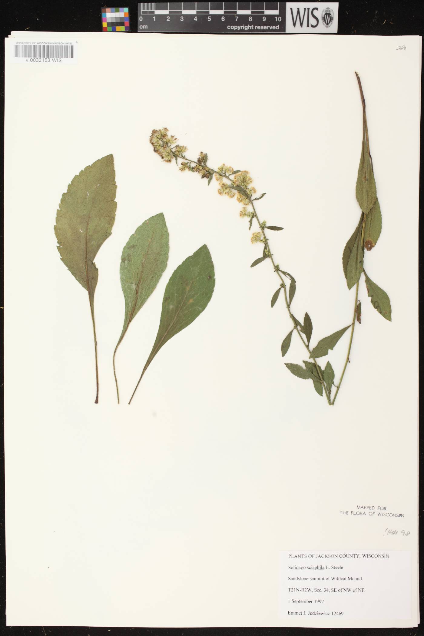 Solidago sciaphila image