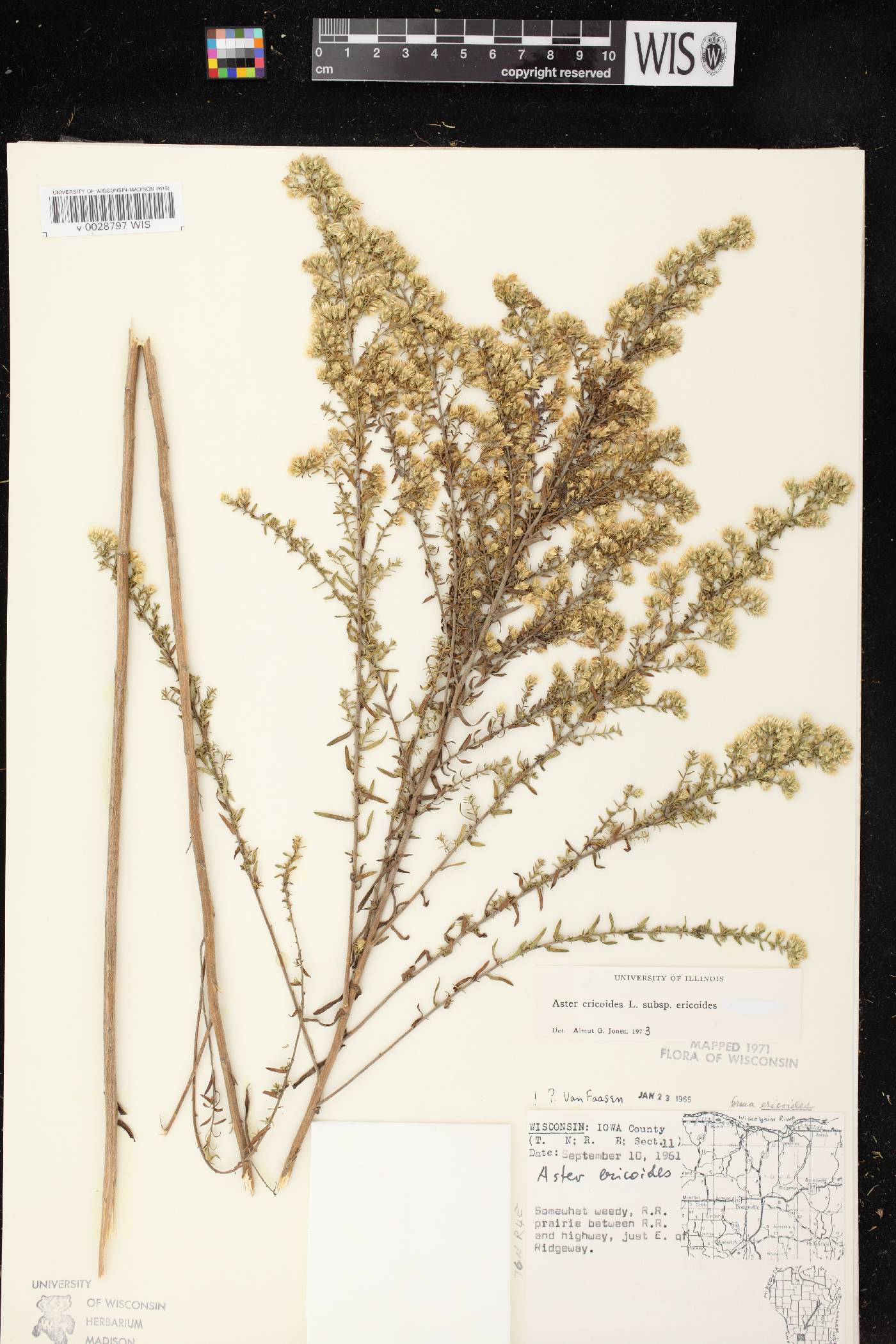 Symphyotrichum ericoides image