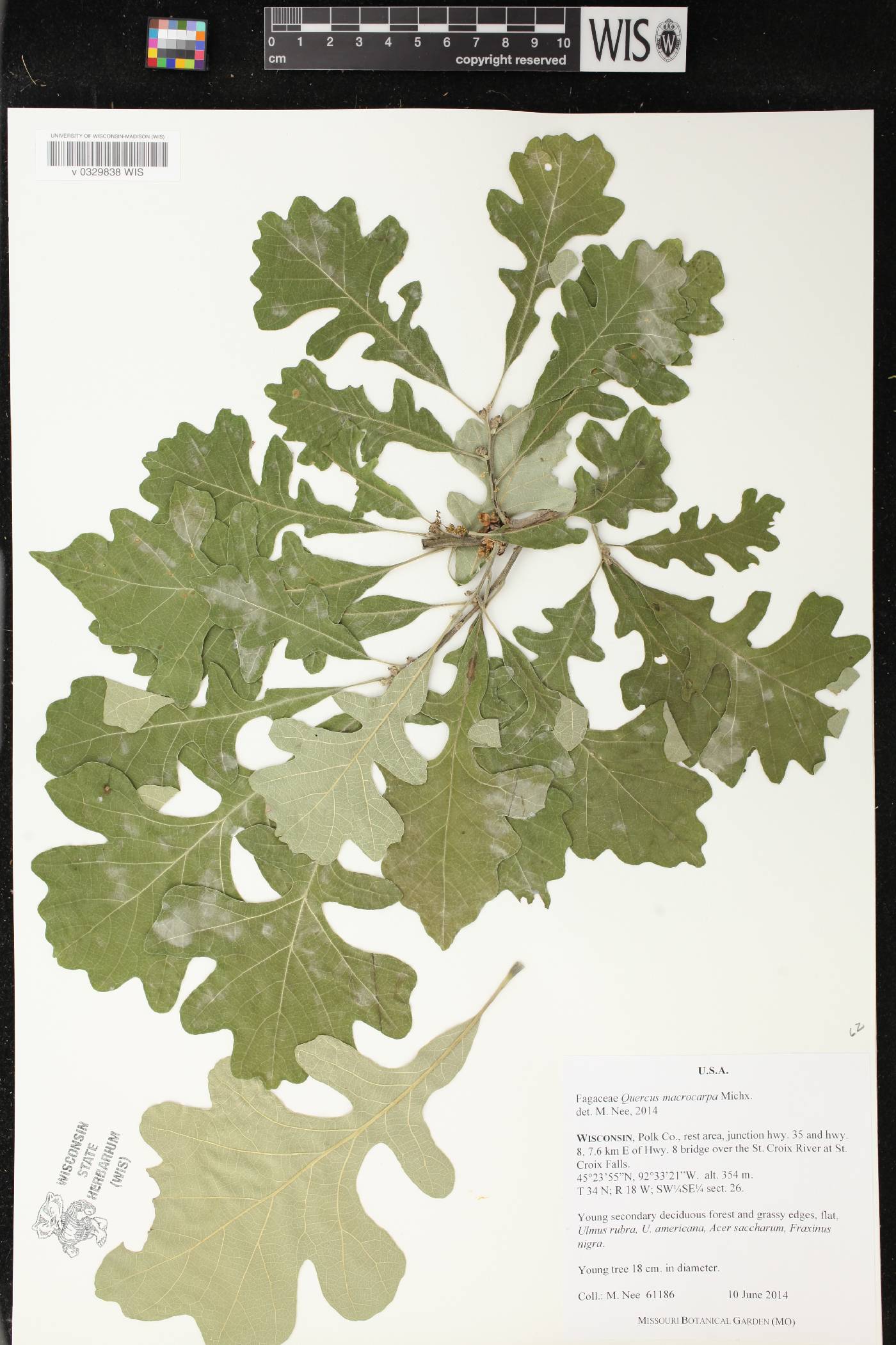 Quercus macrocarpa image