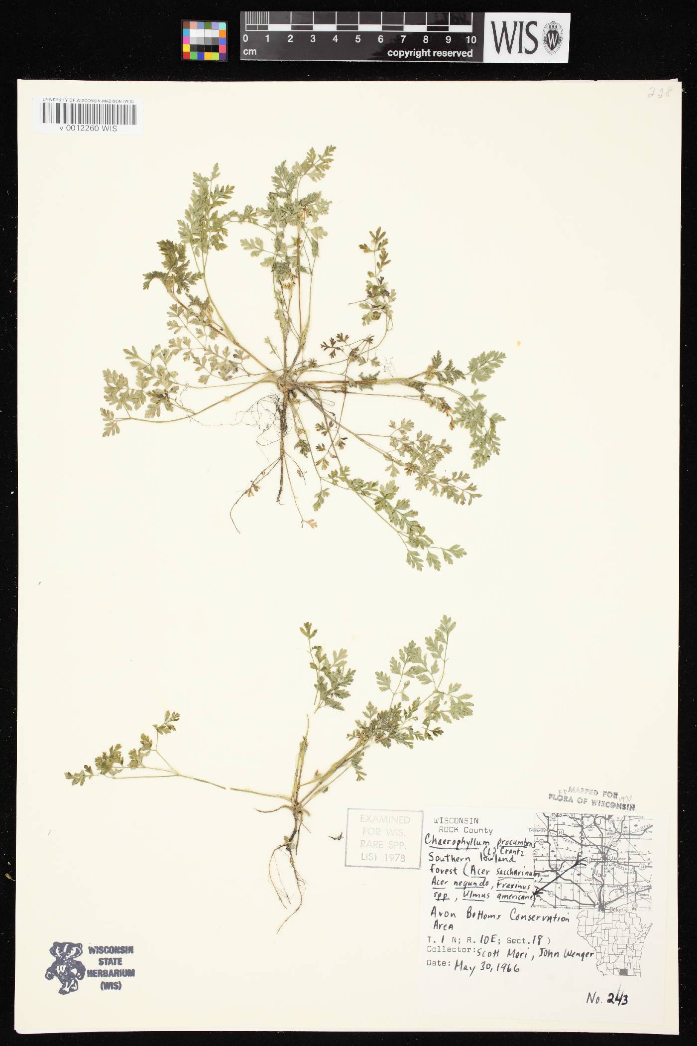 Chaerophyllum procumbens image