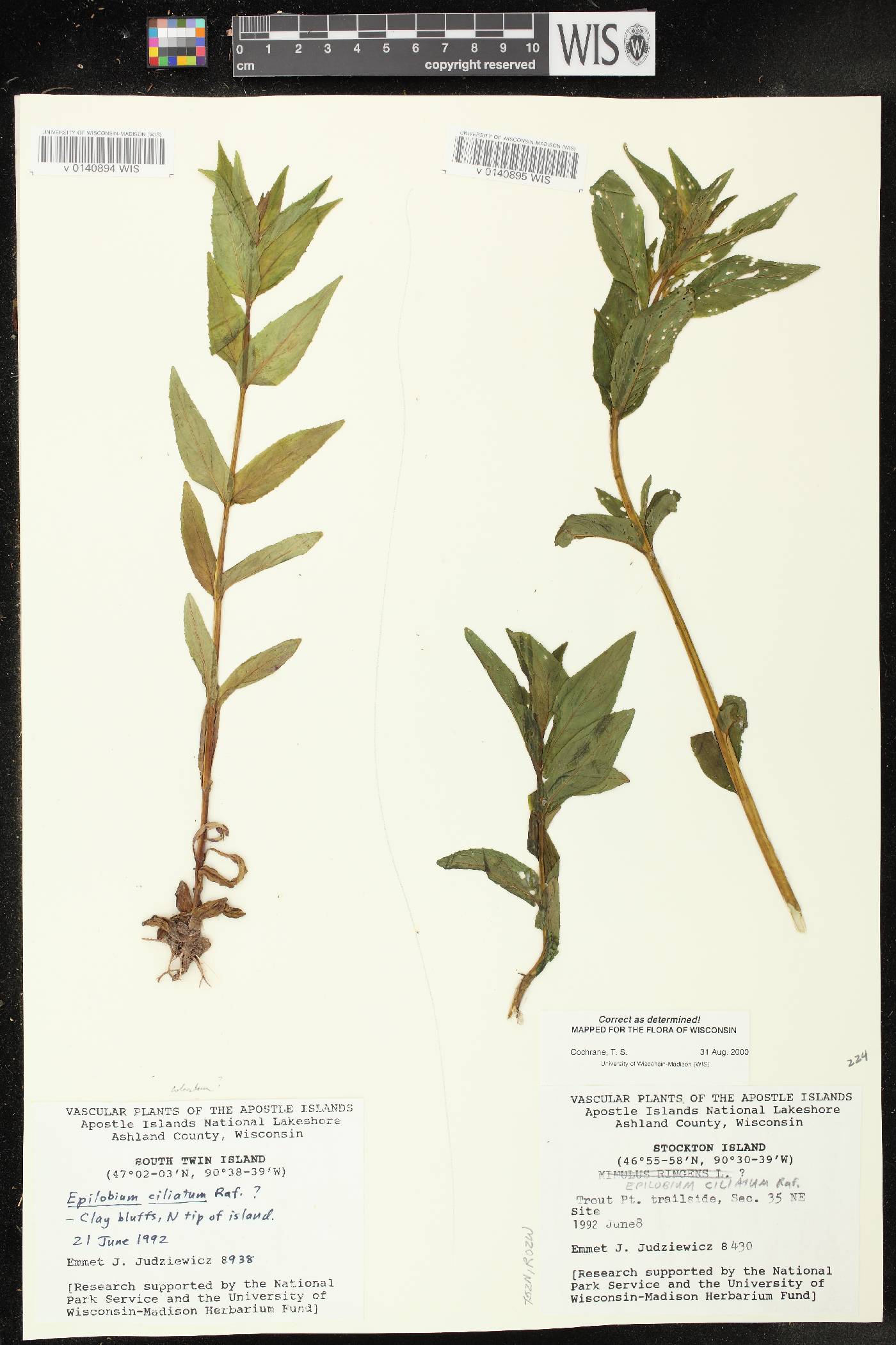 Epilobium ciliatum subsp. ciliatum image