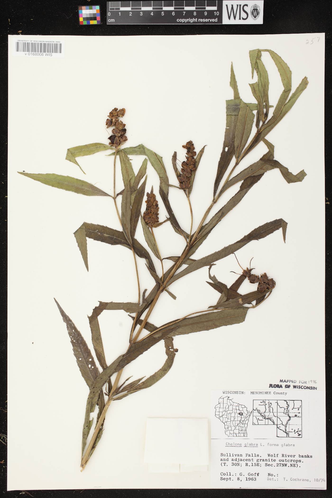 Chelone glabra image