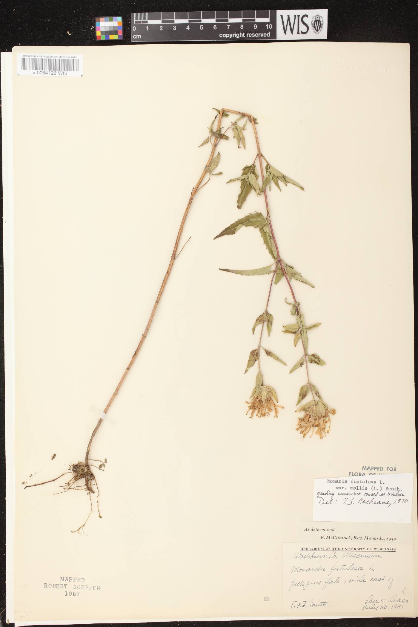 Monarda fistulosa subsp. fistulosa image