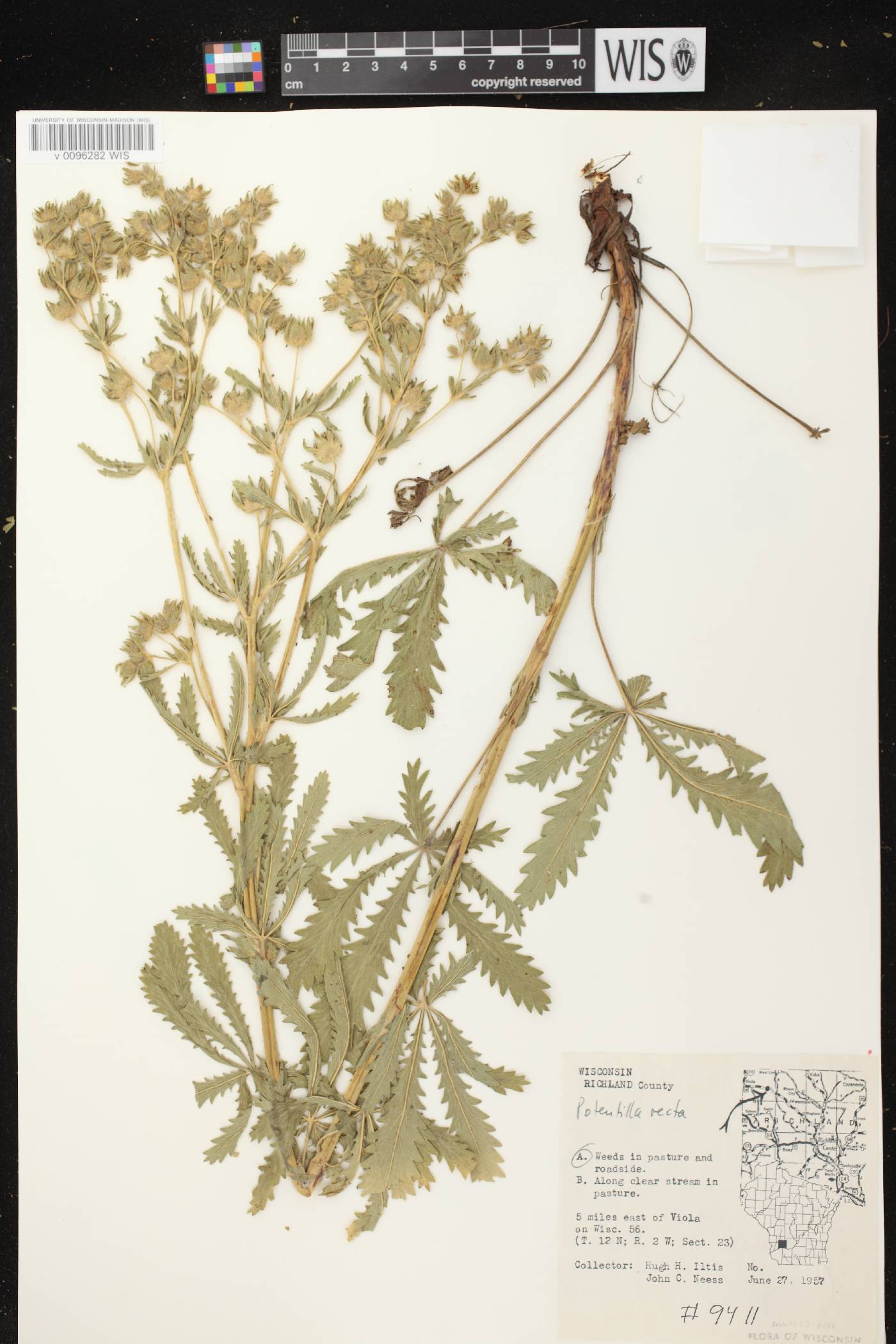 Potentilla recta image