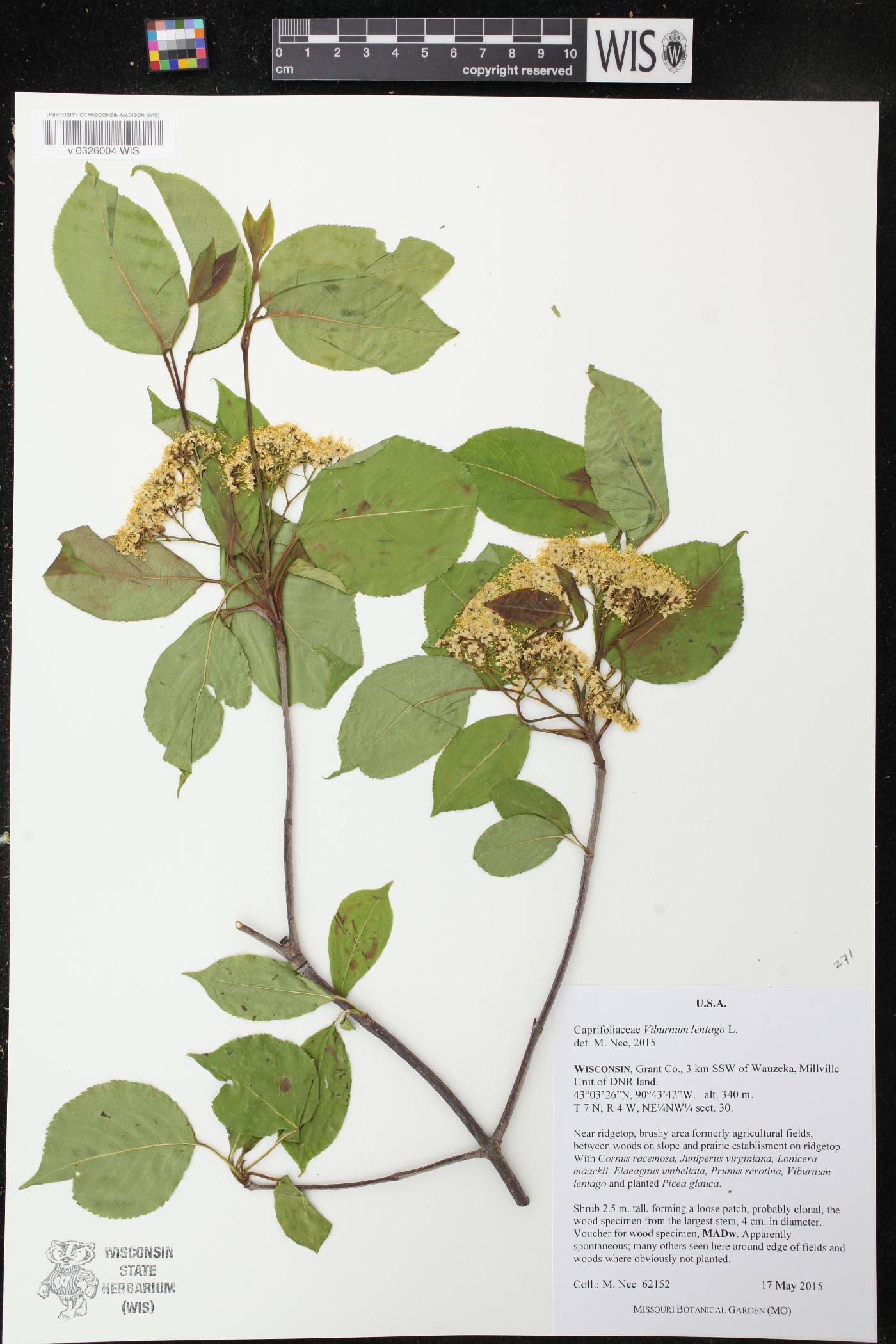 Viburnum lentago image