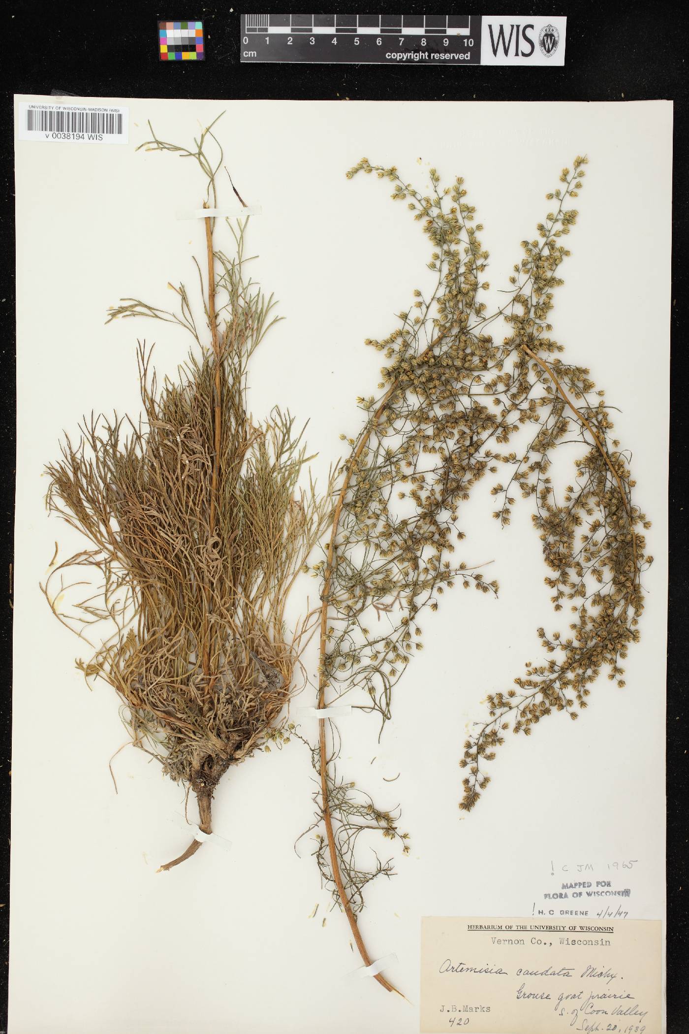 Artemisia campestris image