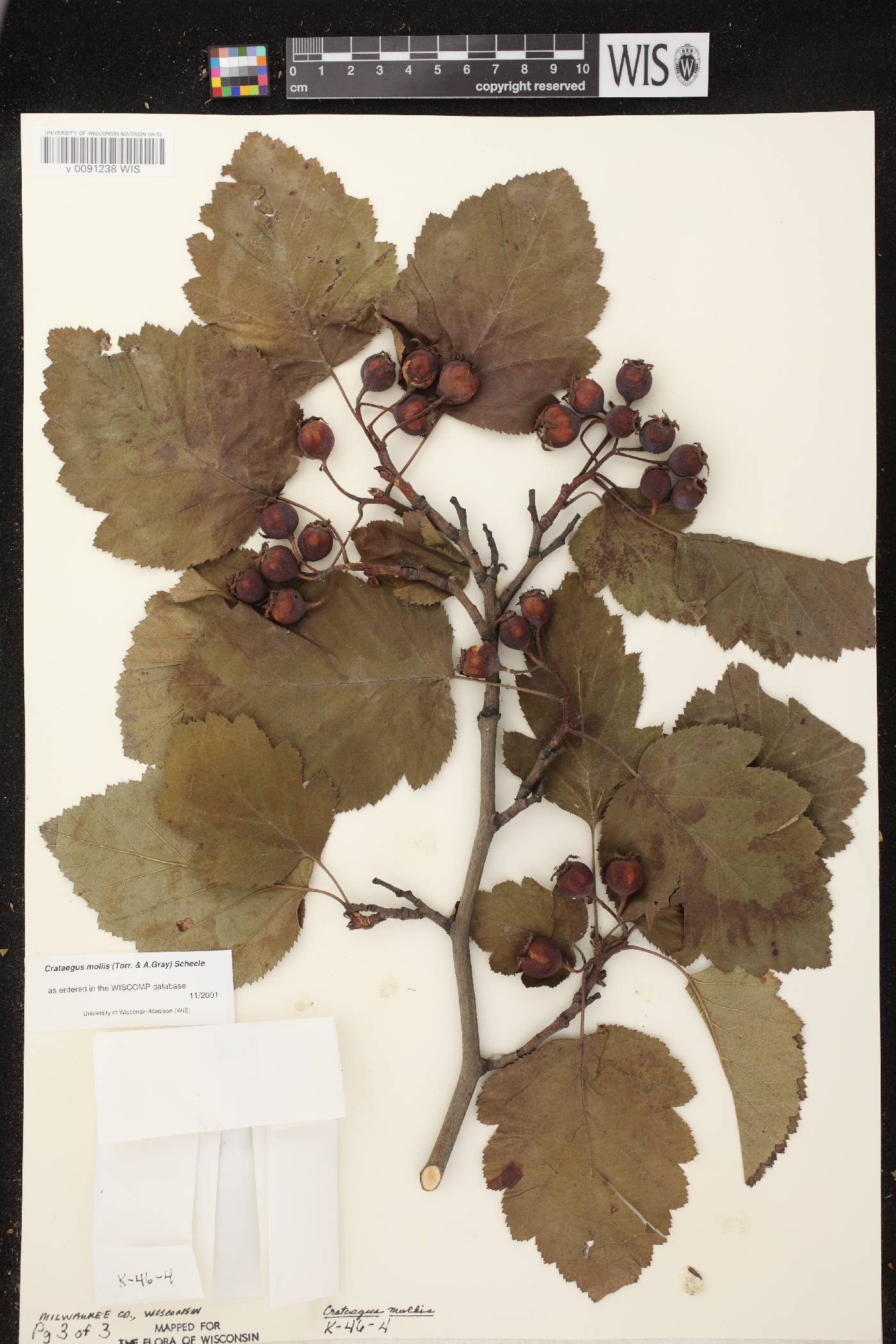 Crataegus mollis image