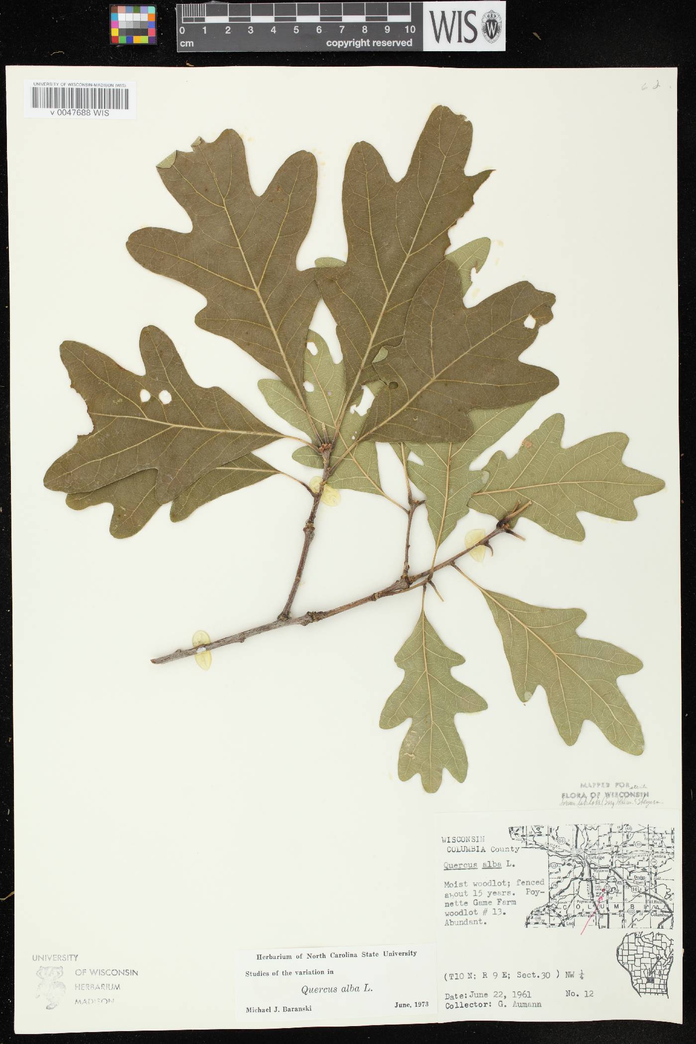 Quercus alba image