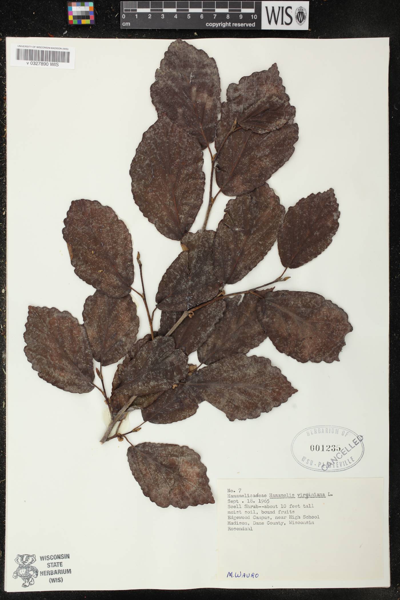 Hamamelis virginiana image