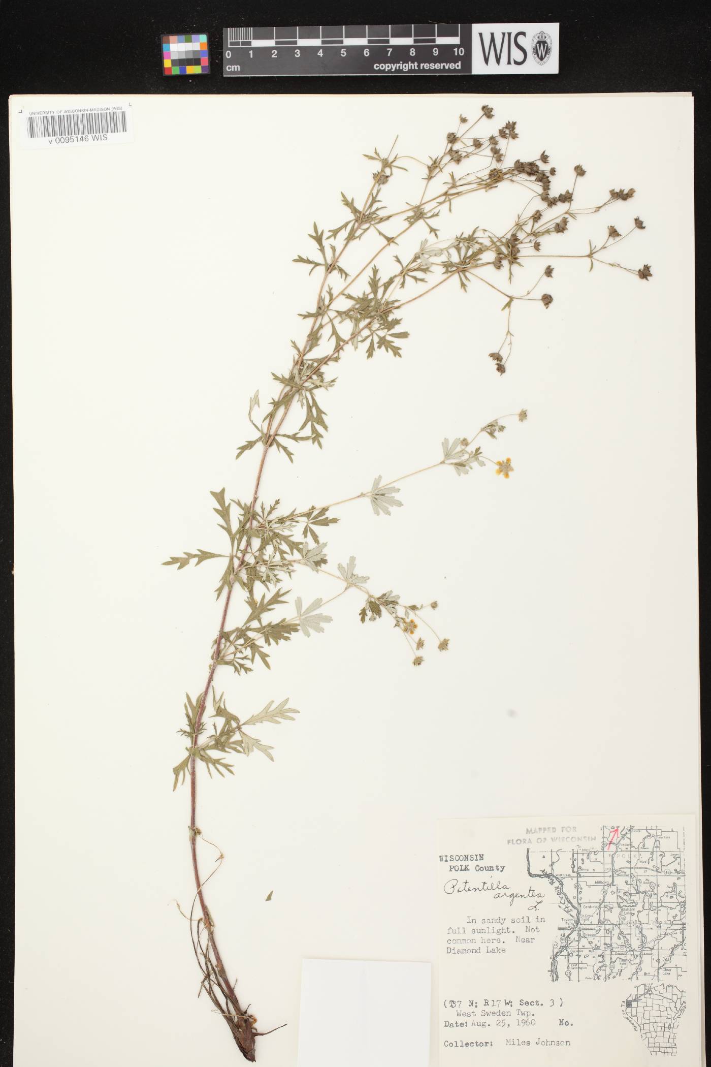 Potentilla argentea image
