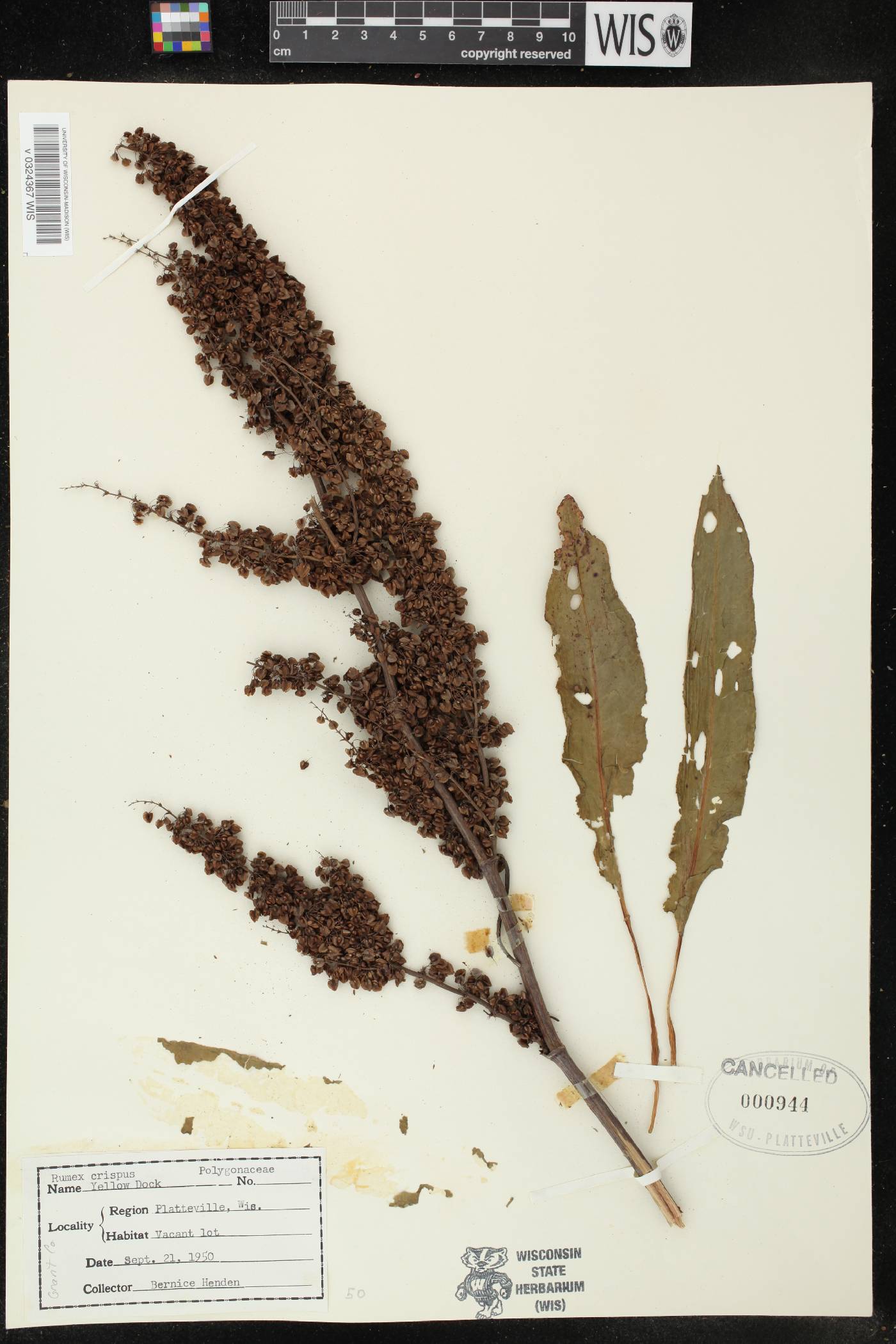Rumex crispus image