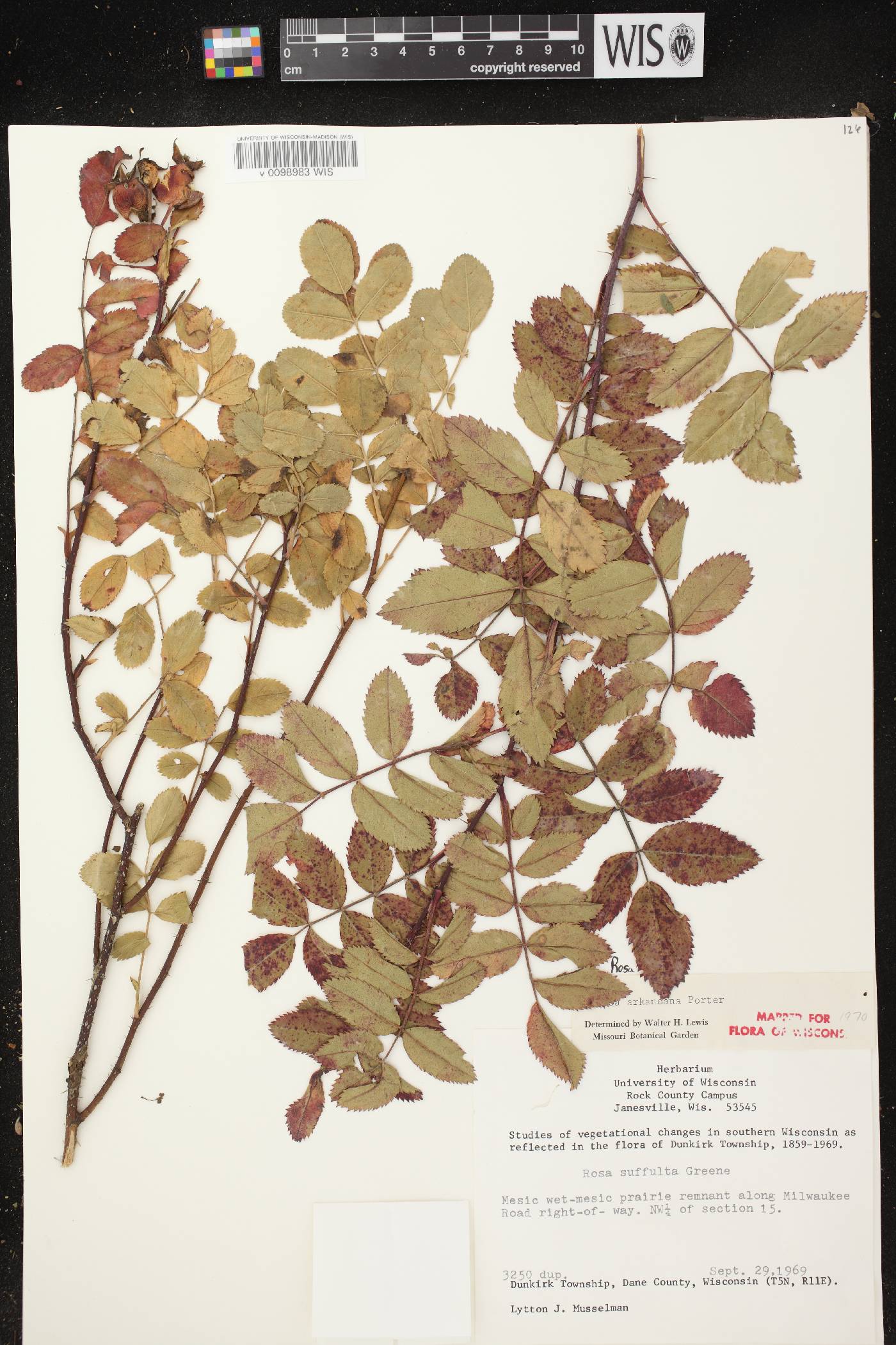Rosa arkansana image