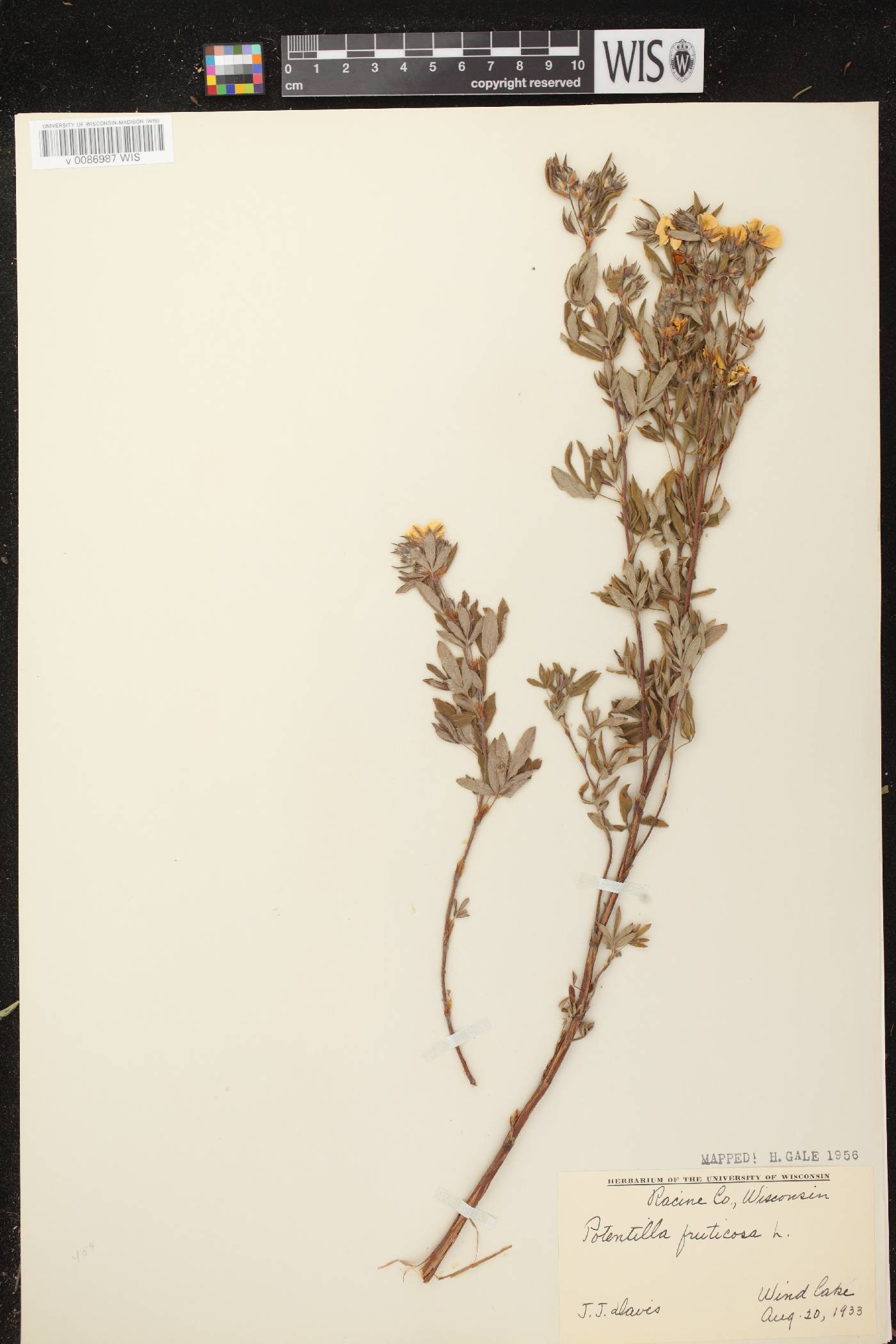 Dasiphora fruticosa image
