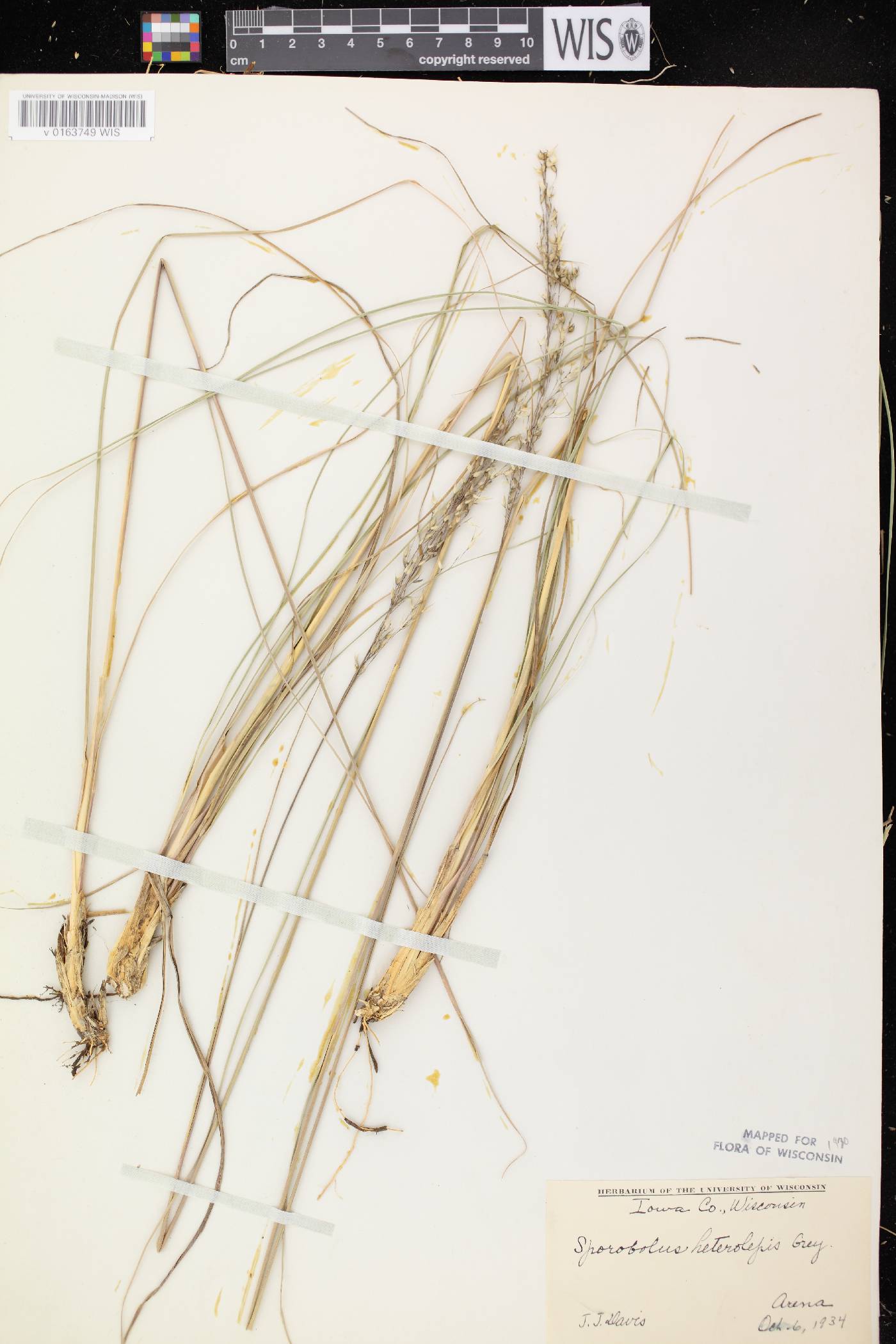 Sporobolus heterolepis image