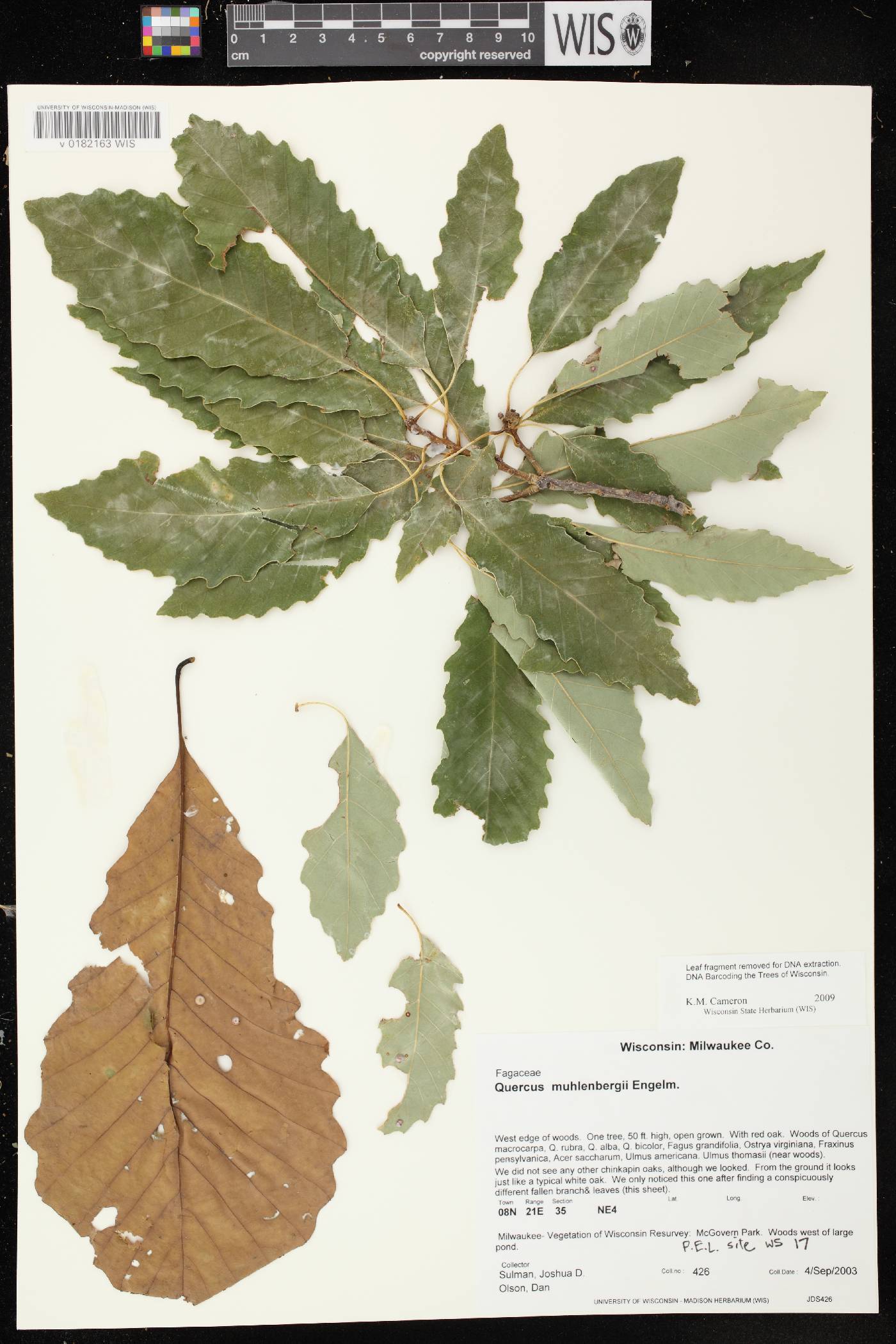Quercus muhlenbergii image