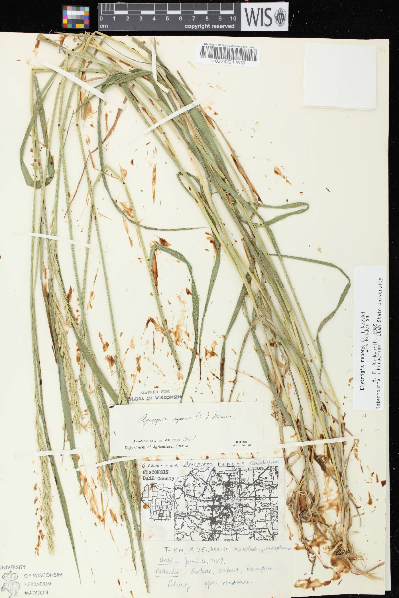 Elymus repens image