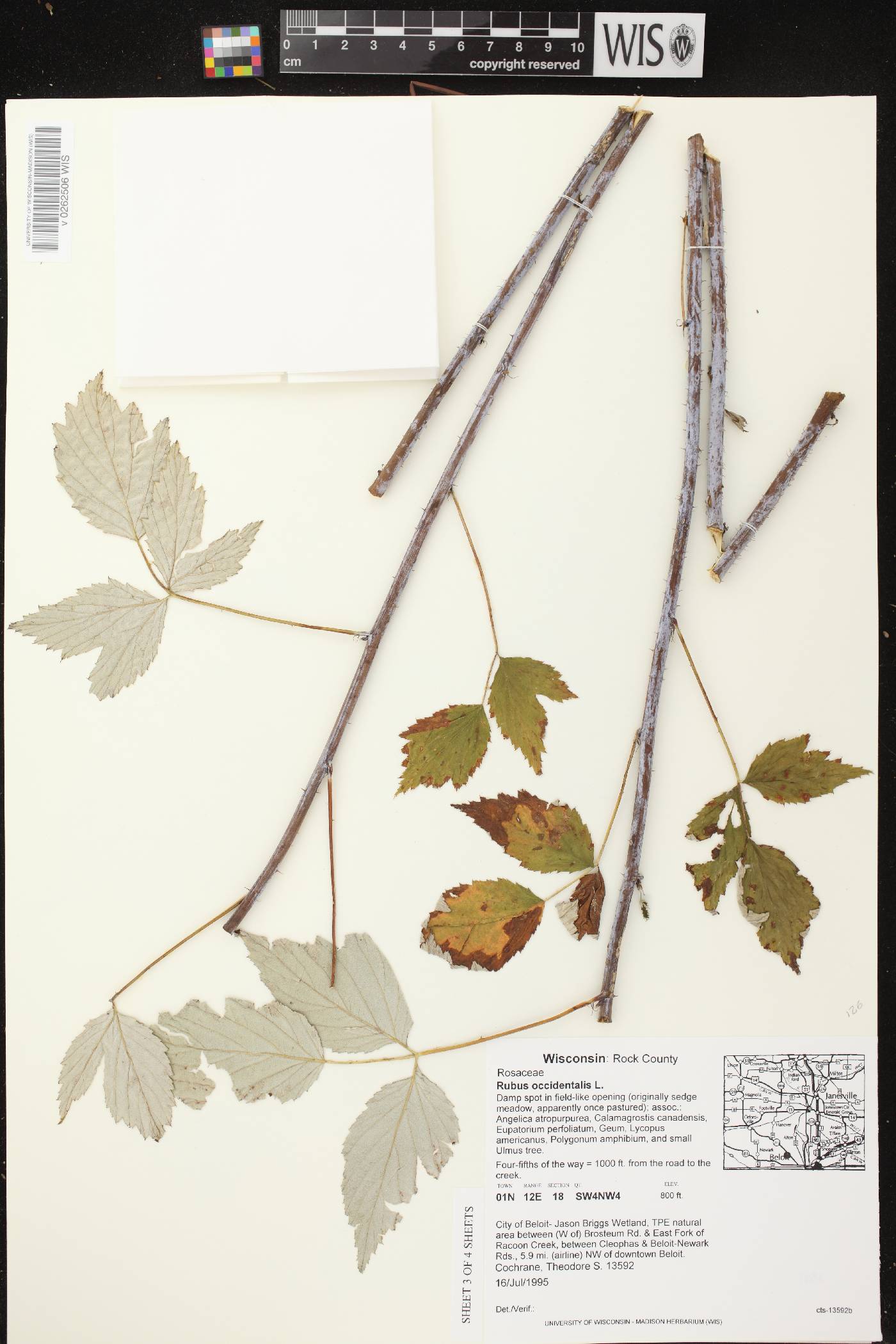 Rubus occidentalis image