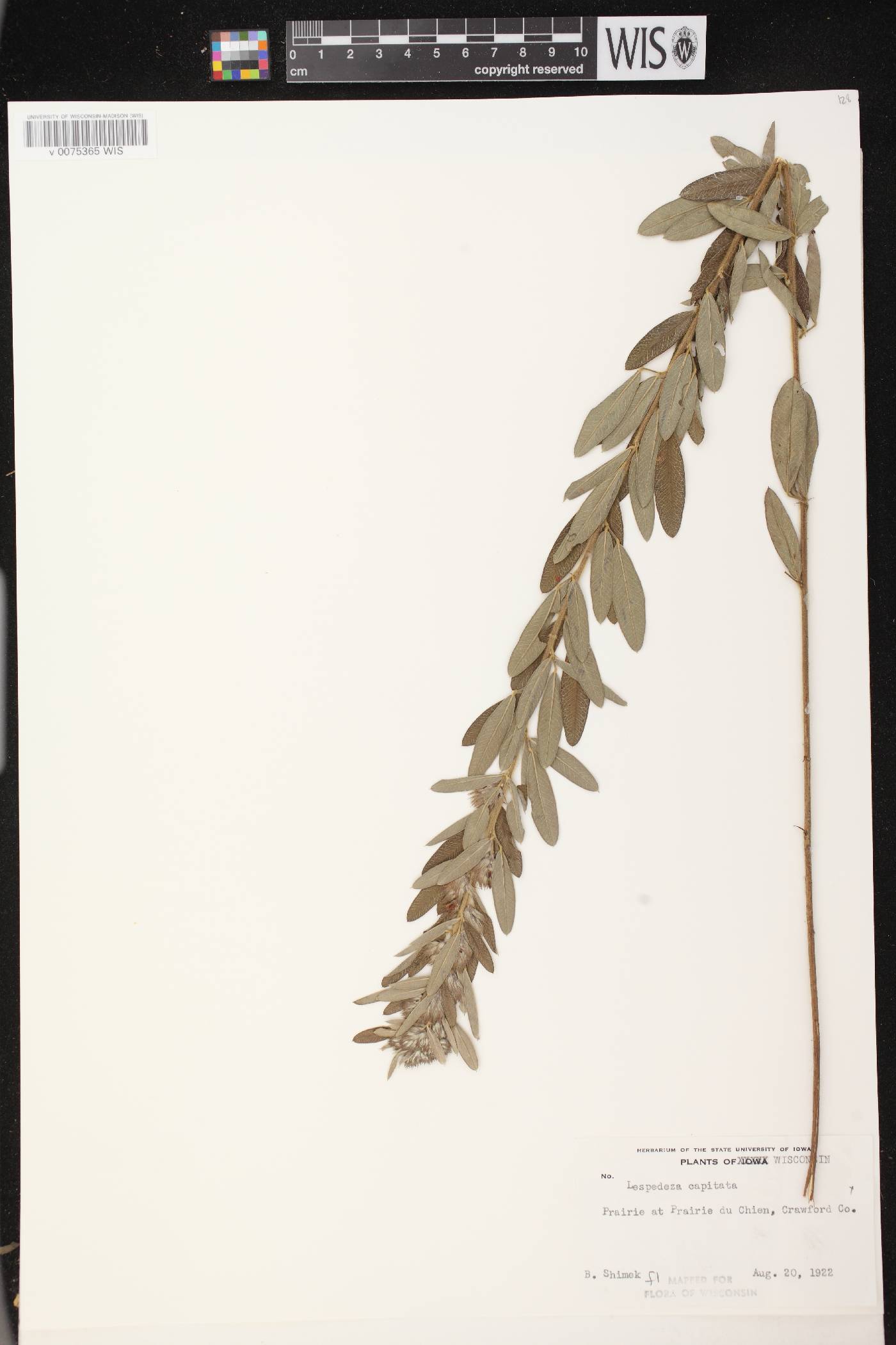 Lespedeza capitata image