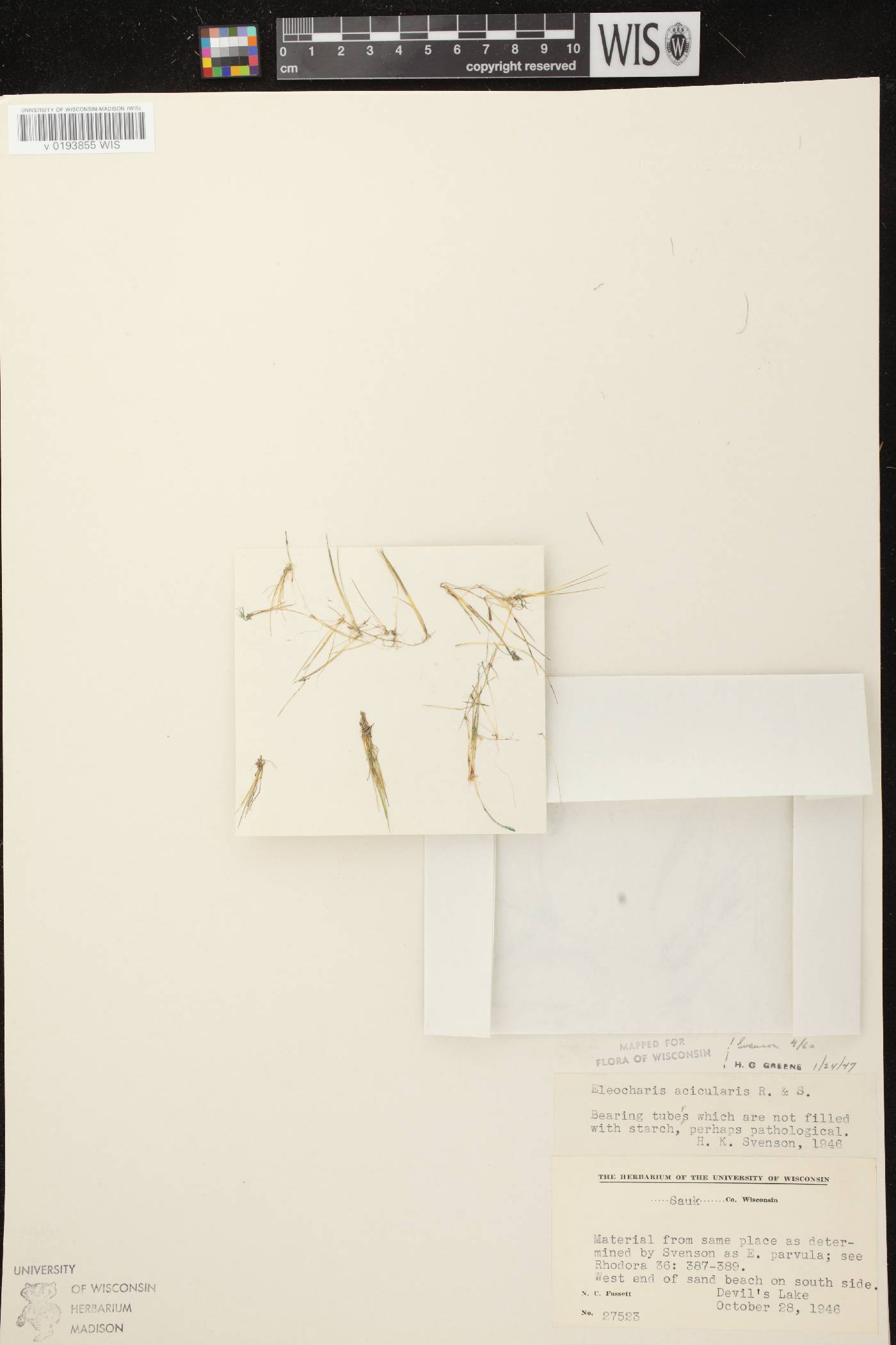 Eleocharis acicularis image