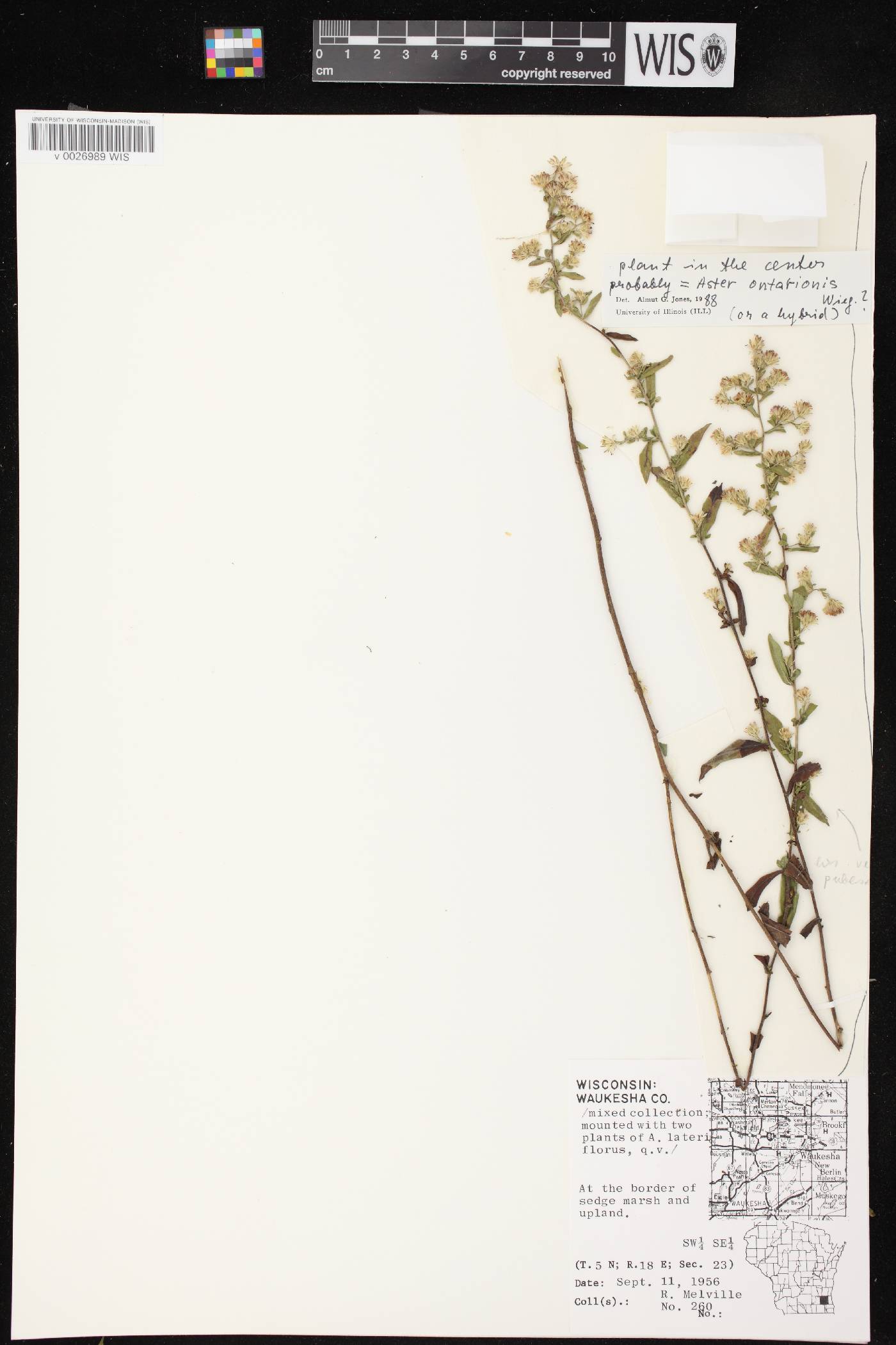Symphyotrichum ontarionis image