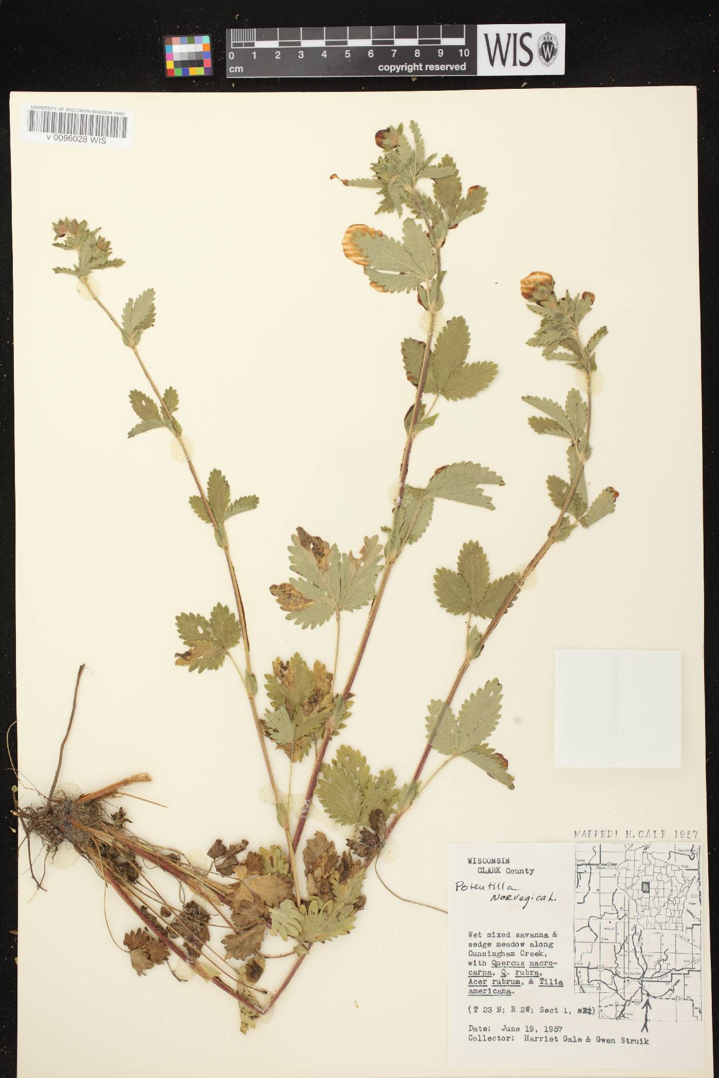 Potentilla norvegica image