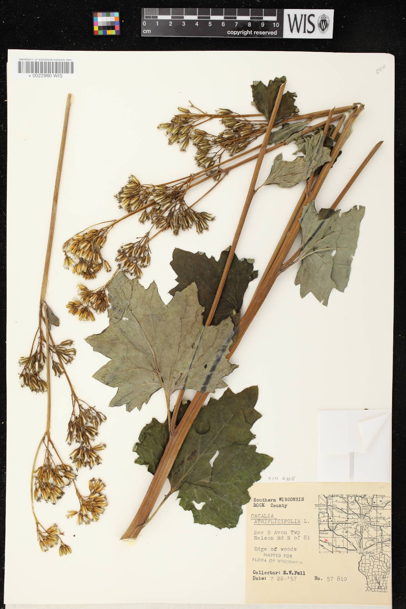 Arnoglossum atriplicifolium image