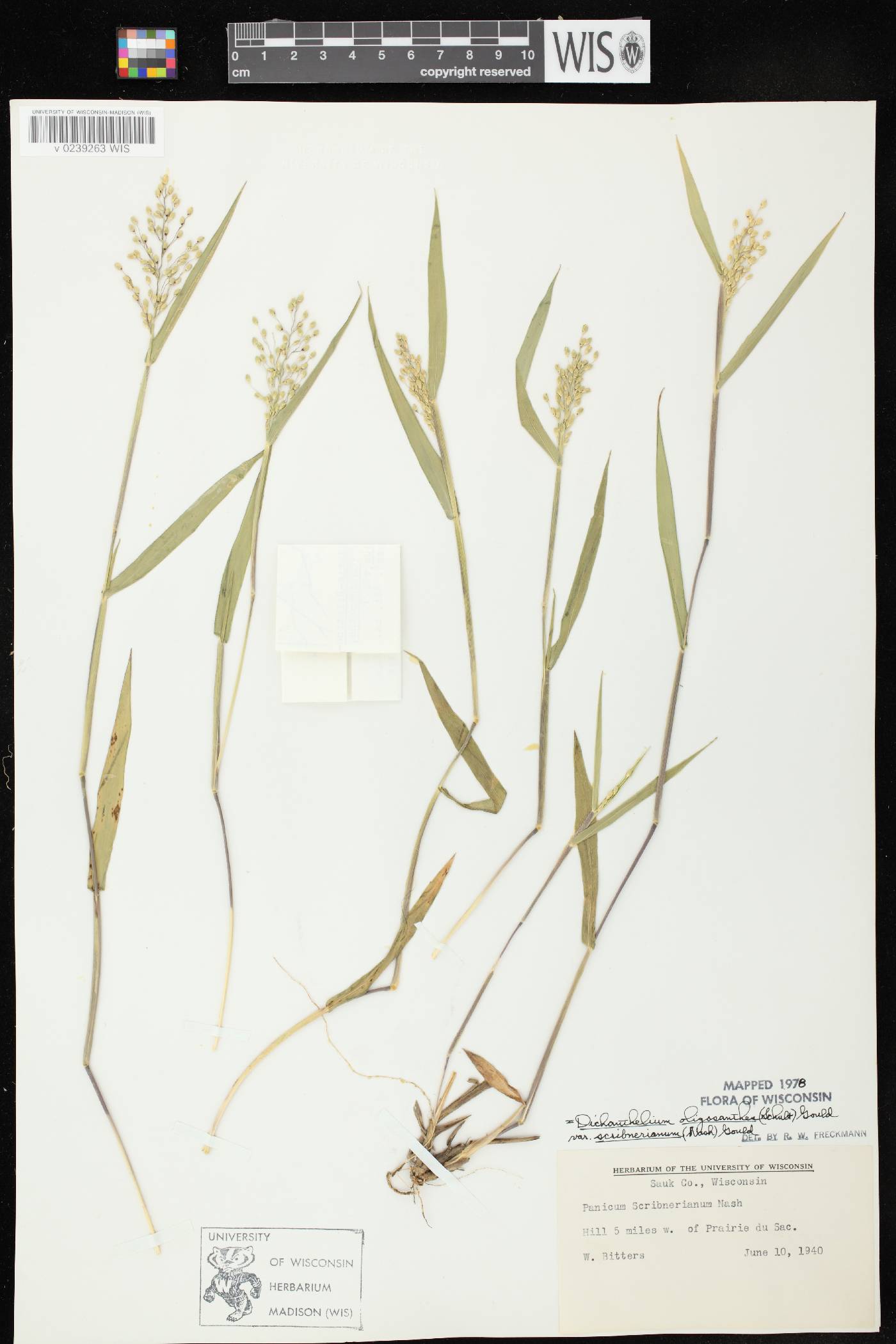 Dichanthelium oligosanthes var. scribnerianum image