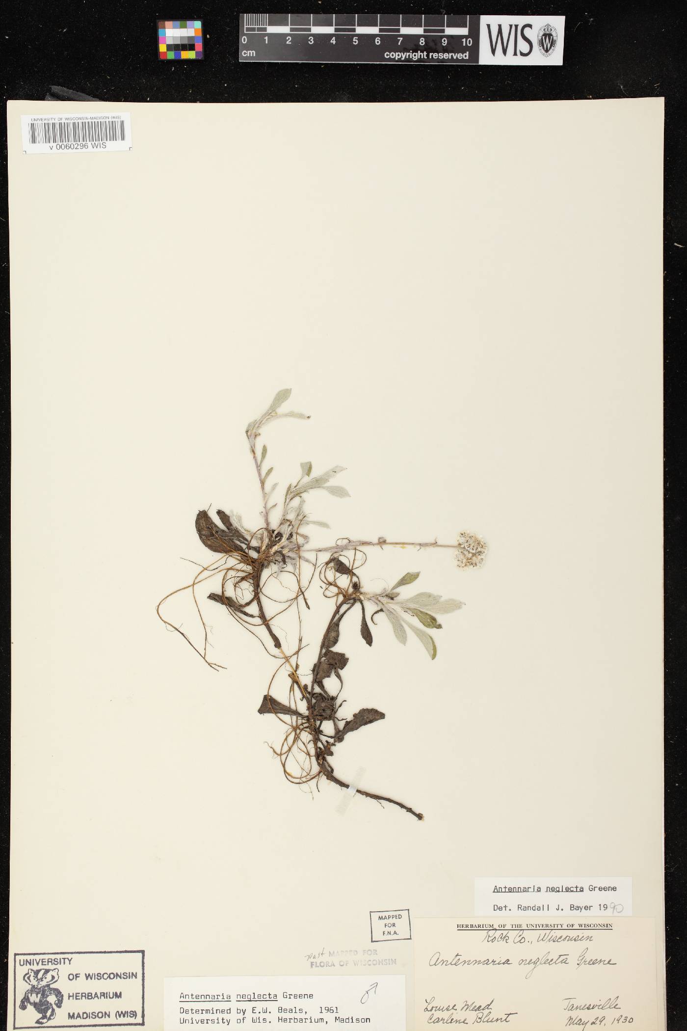 Antennaria neglecta image
