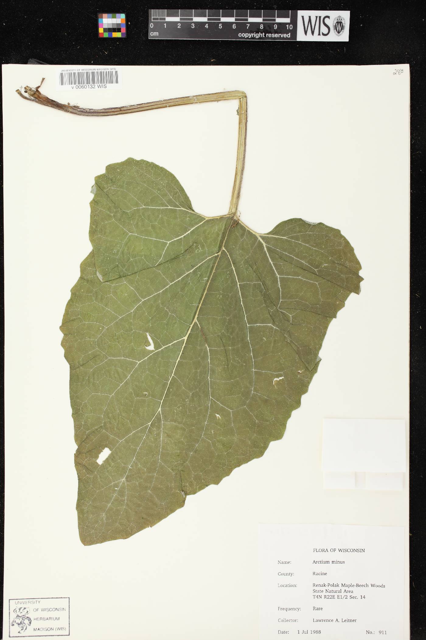 Arctium minus image