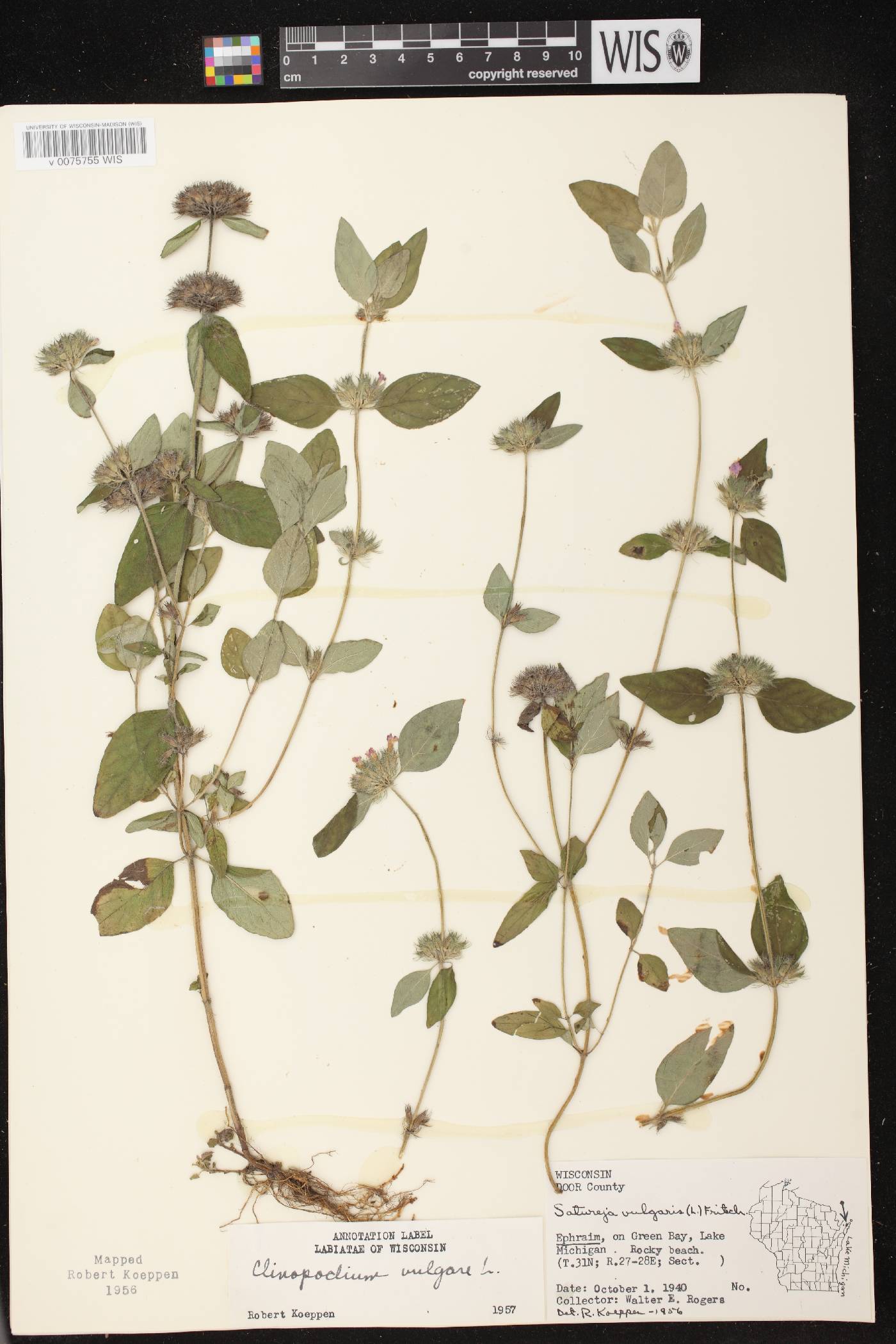 Clinopodium vulgare image