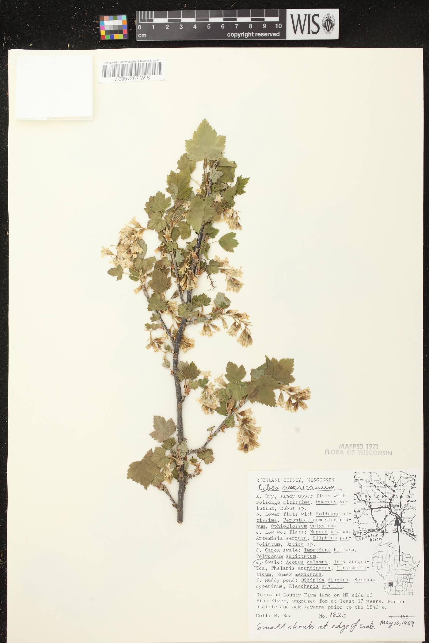Ribes americanum image