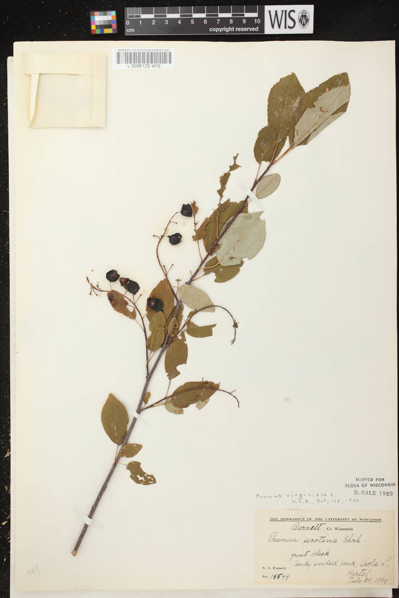 Prunus virginiana image