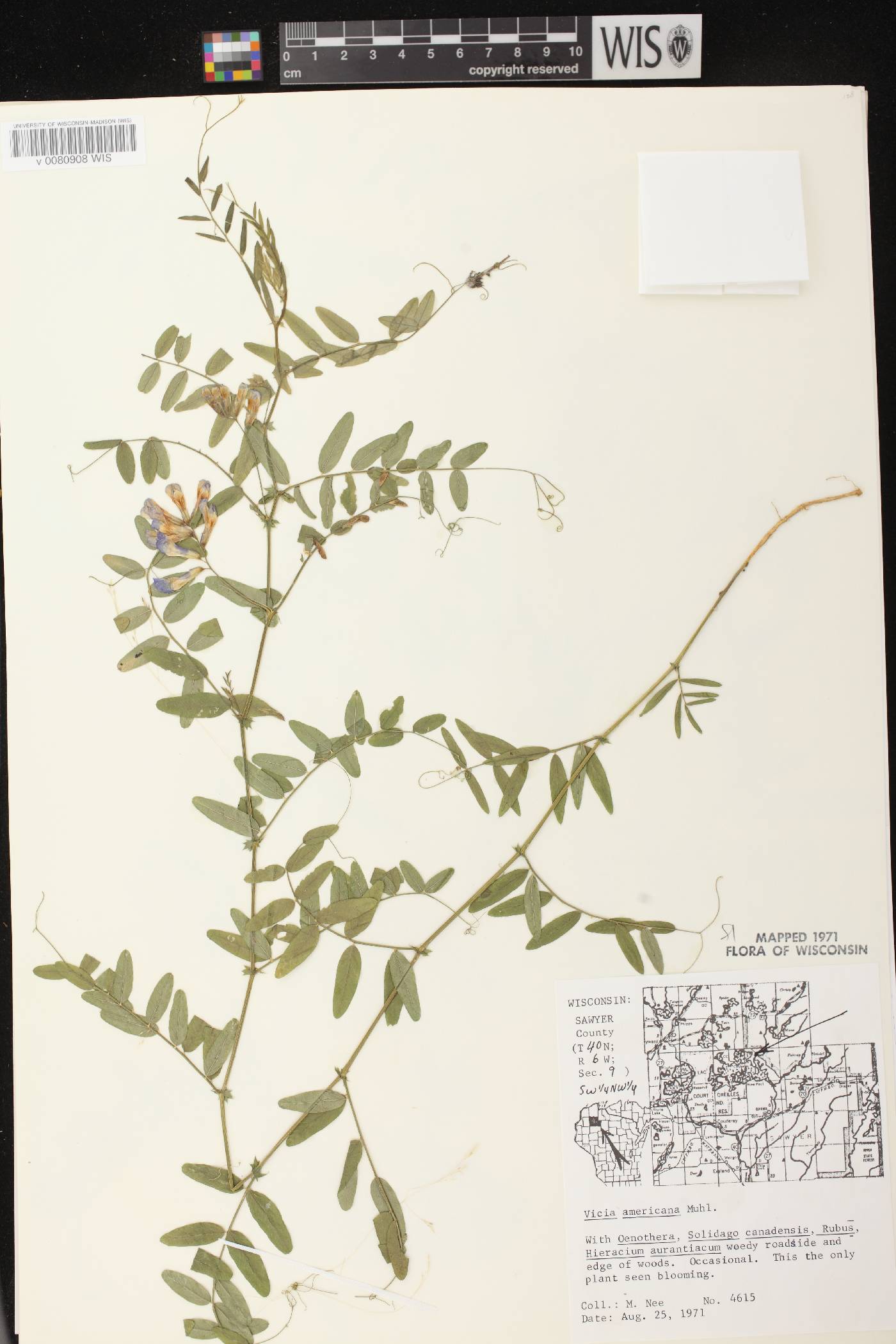 Vicia americana image