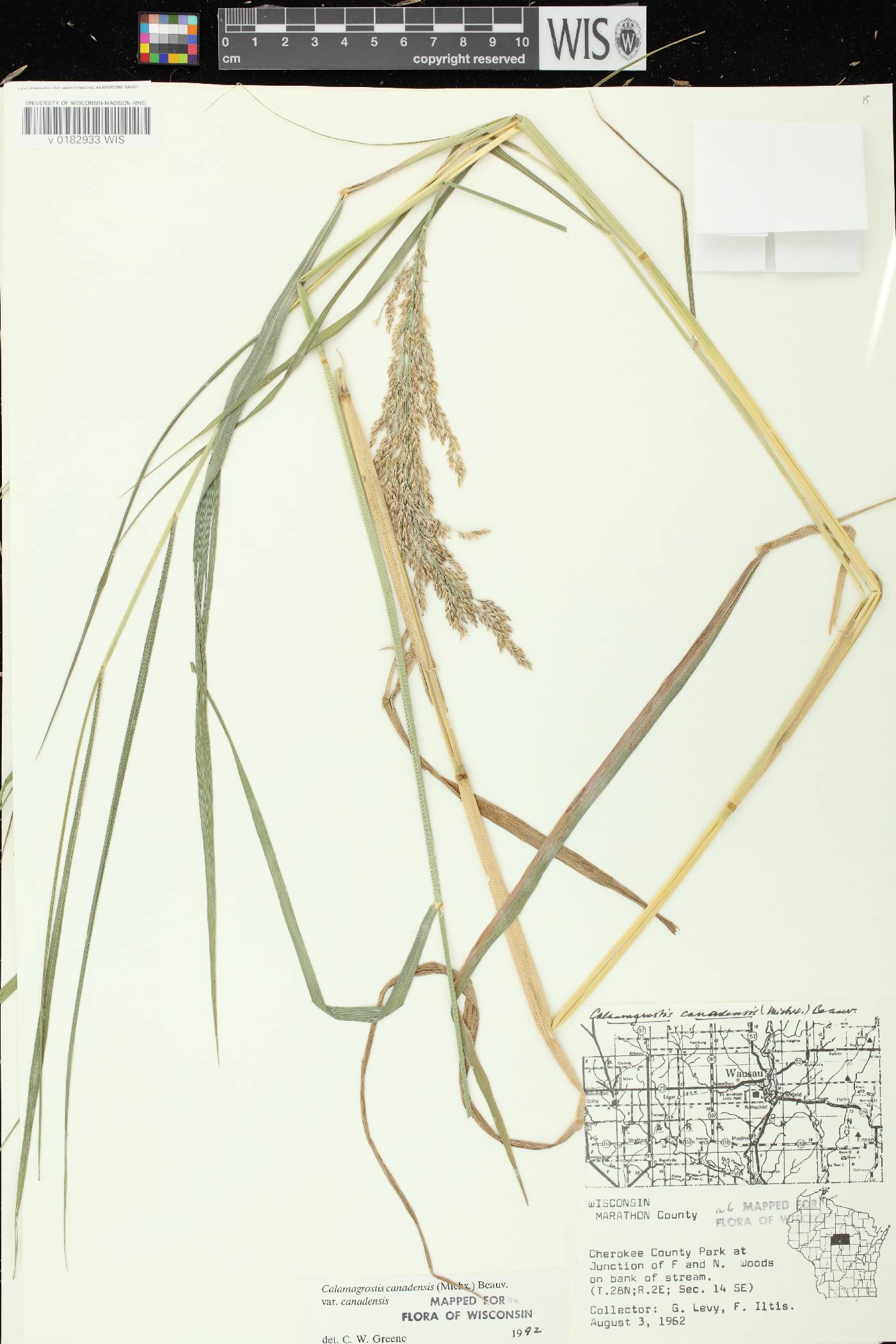 Calamagrostis canadensis var. canadensis image