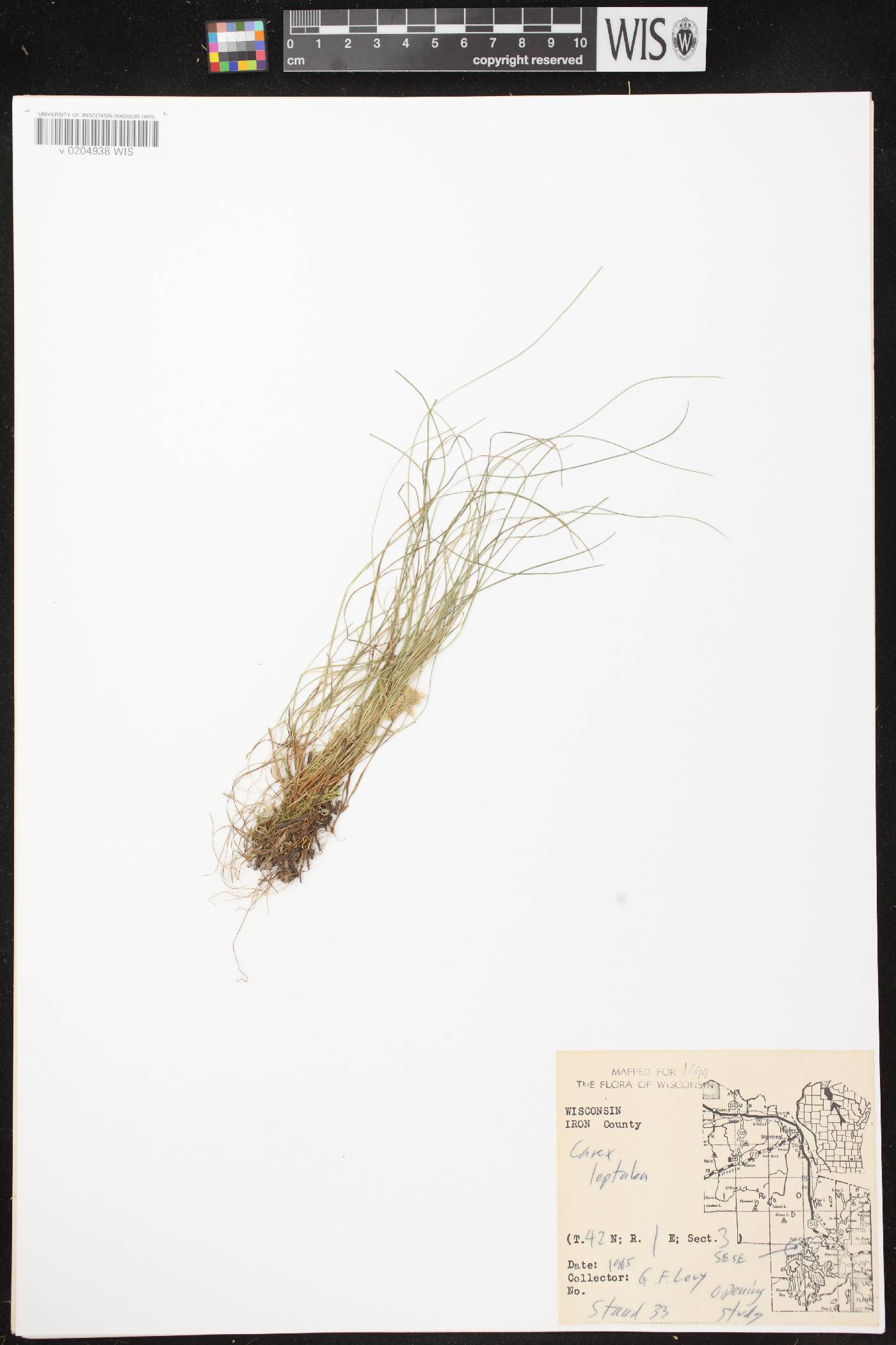 Carex leptalea subsp. leptalea image