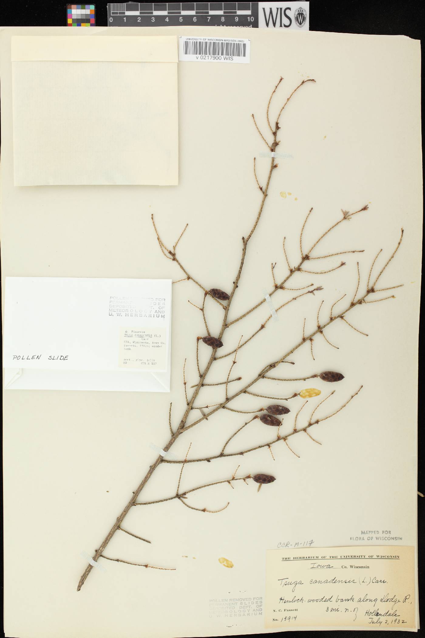 Tsuga canadensis image