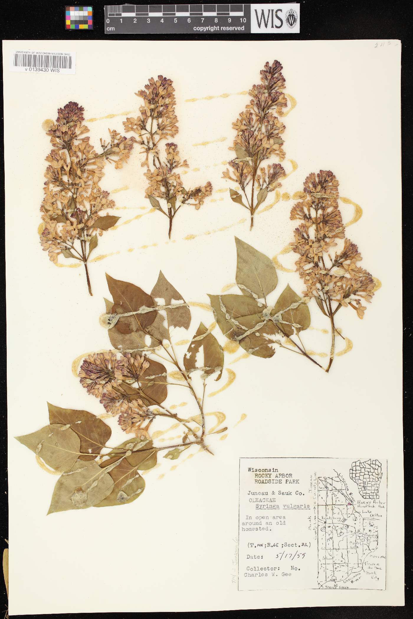 Syringa vulgaris image