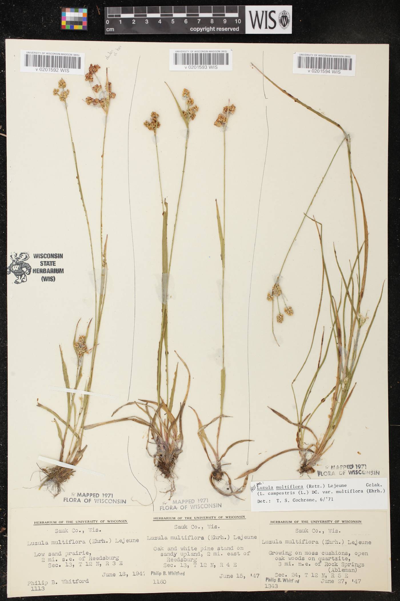 Luzula multiflora image