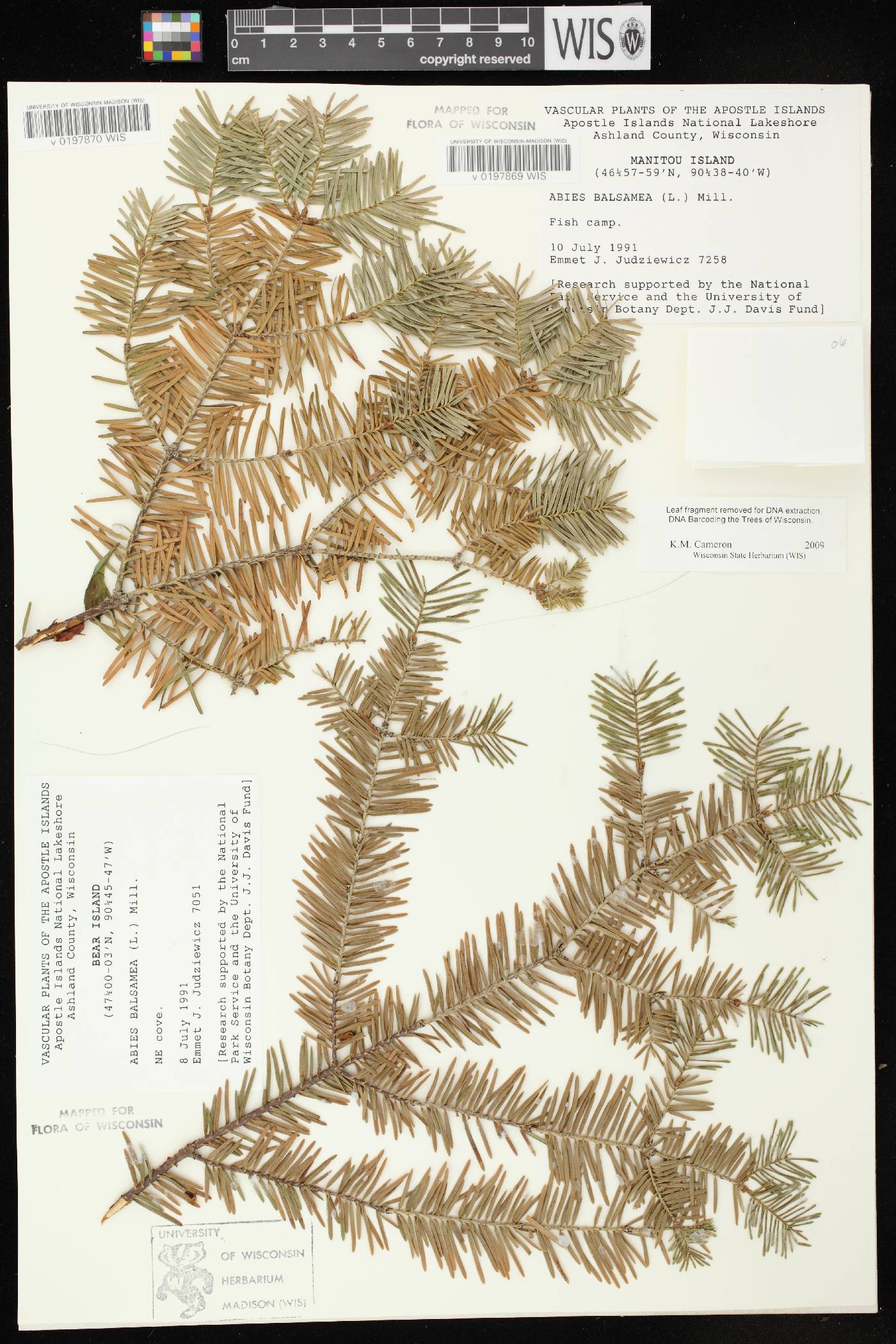 Abies balsamea image